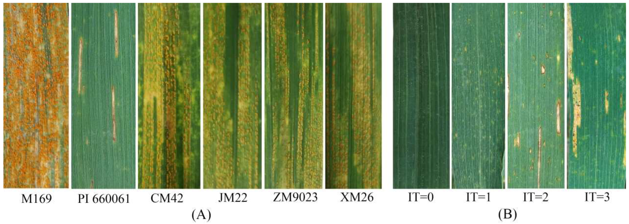 Agronomy 12 00497 g002 550