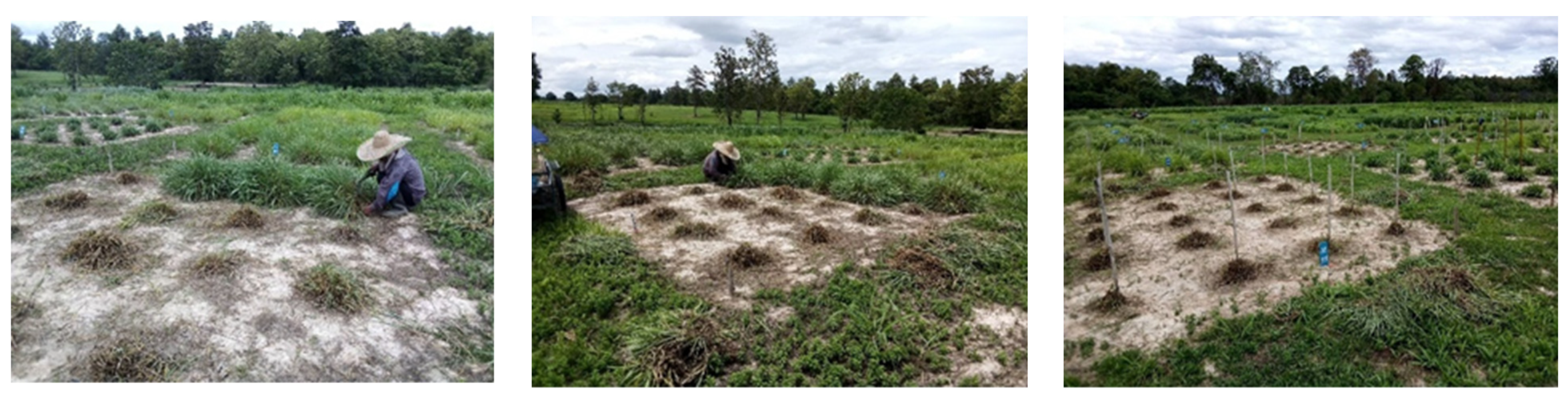 Agronomy 12 00513 g001