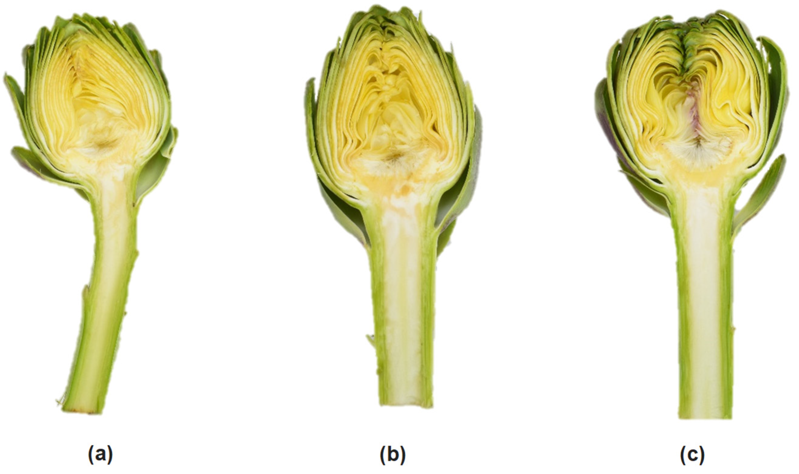 Agronomy 12 00515 g001 550