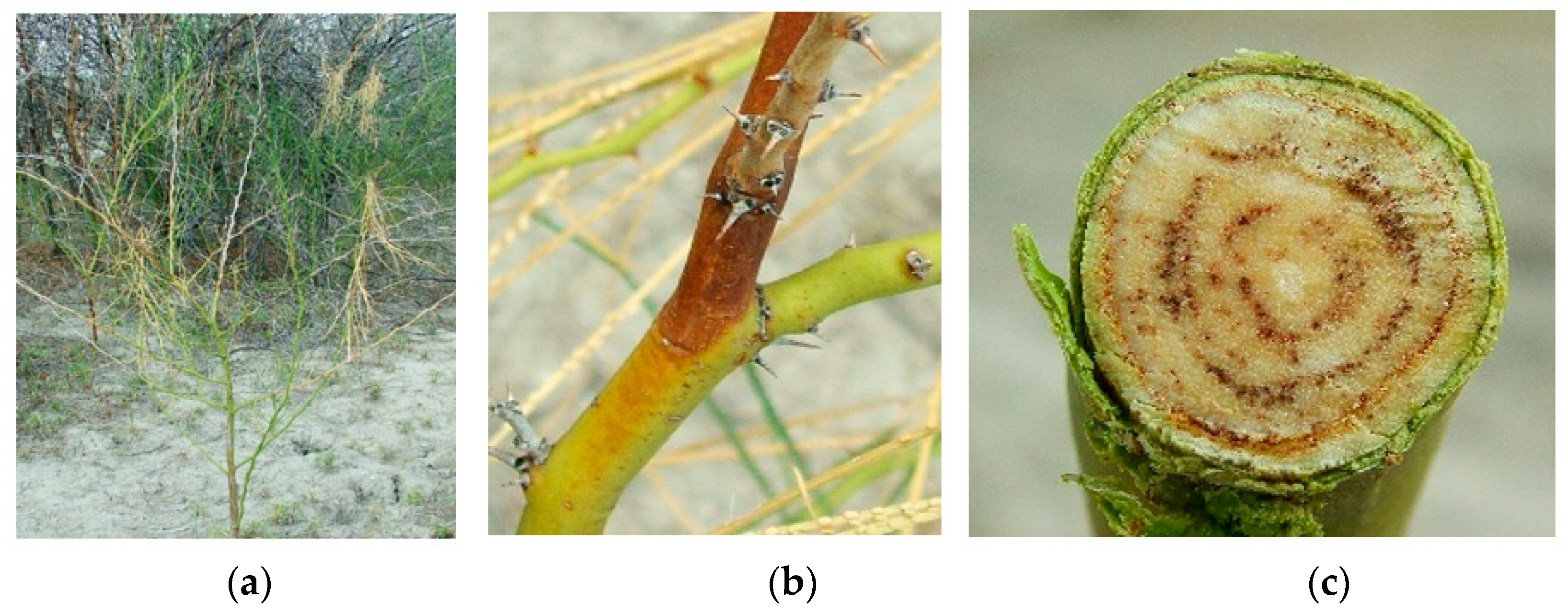 Agronomy 12 00533 g001