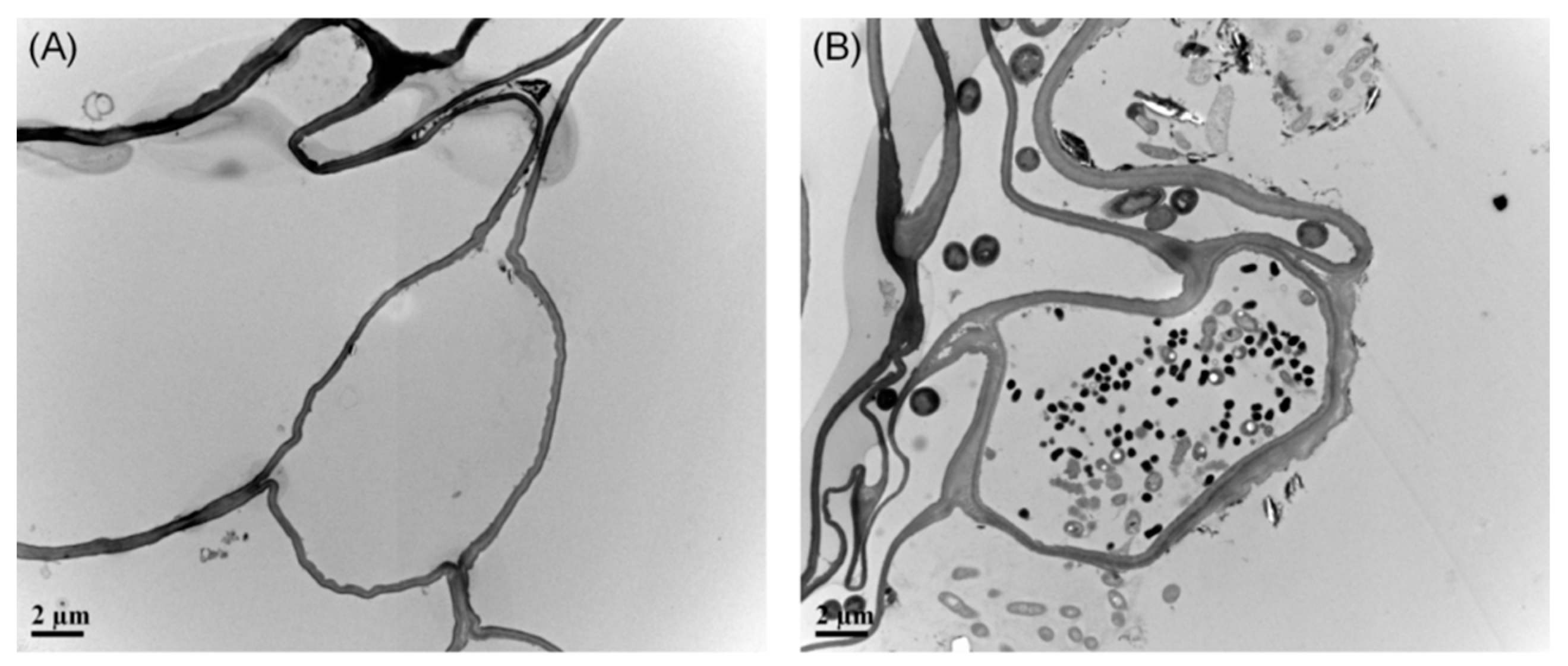 Agronomy 12 00543 g001 550