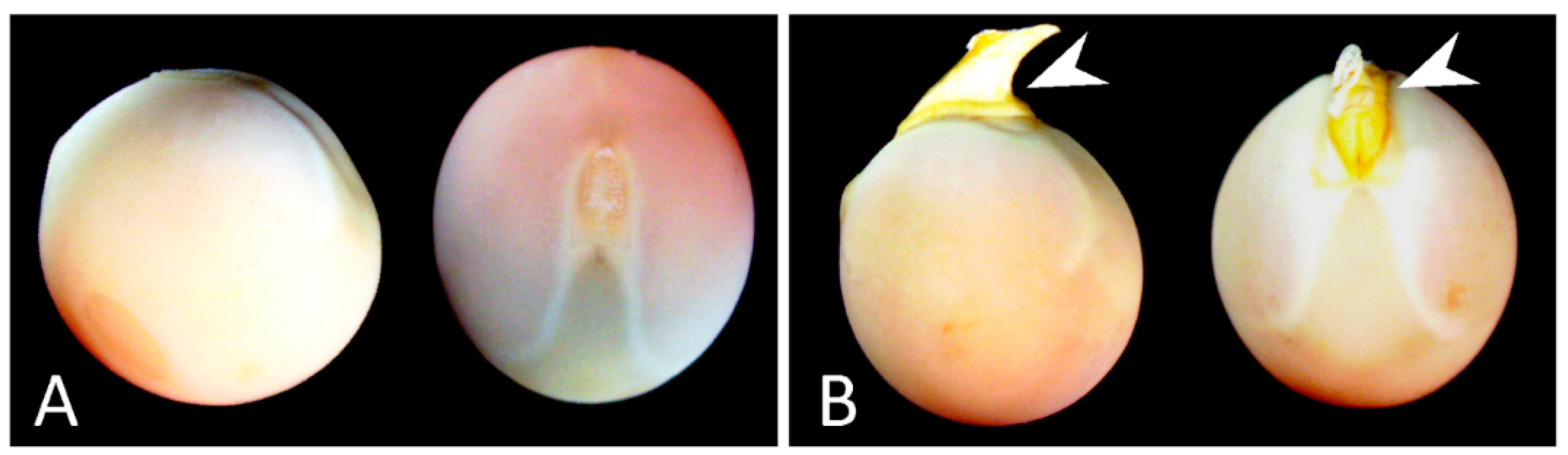 Agronomy 12 00544 g001 Agronomy 12 00544 g001