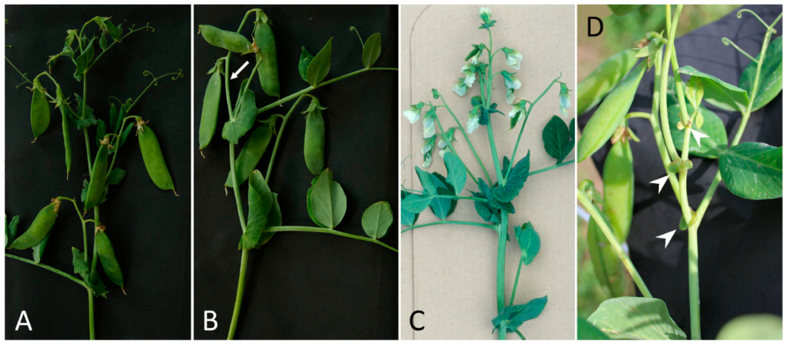Agronomy 12 00544 g002 Agronomy 12 00544 g002