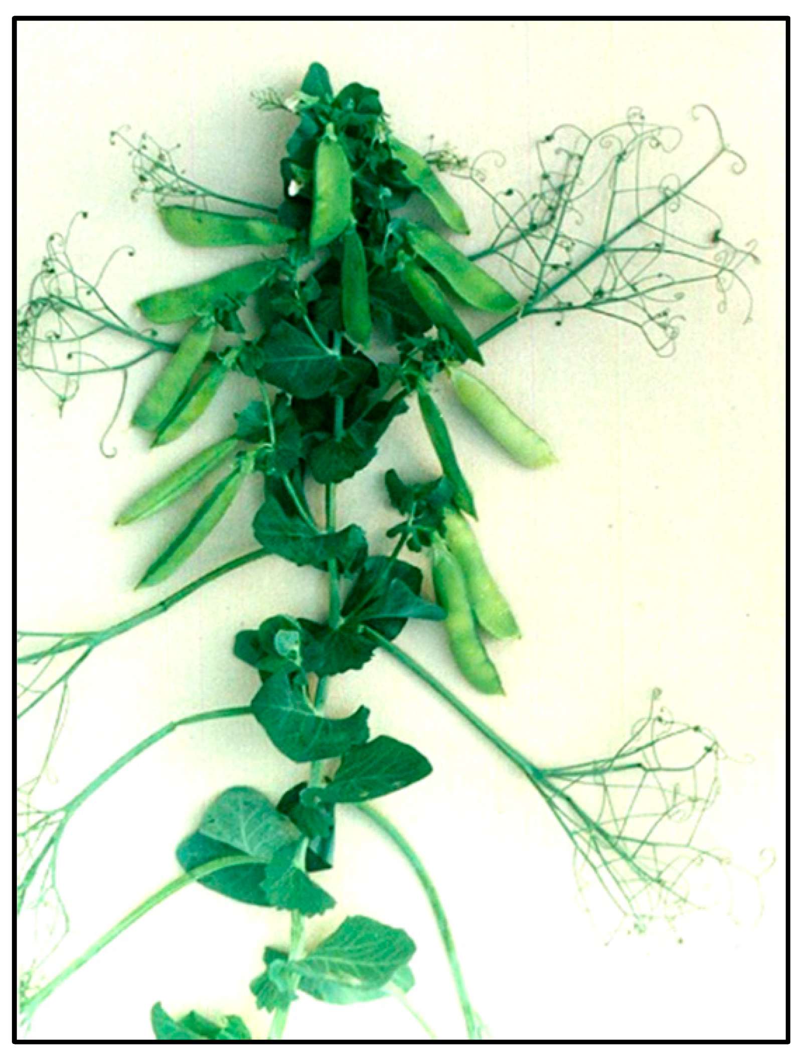 Agronomy 12 00544 g004 Agronomy 12 00544 g004