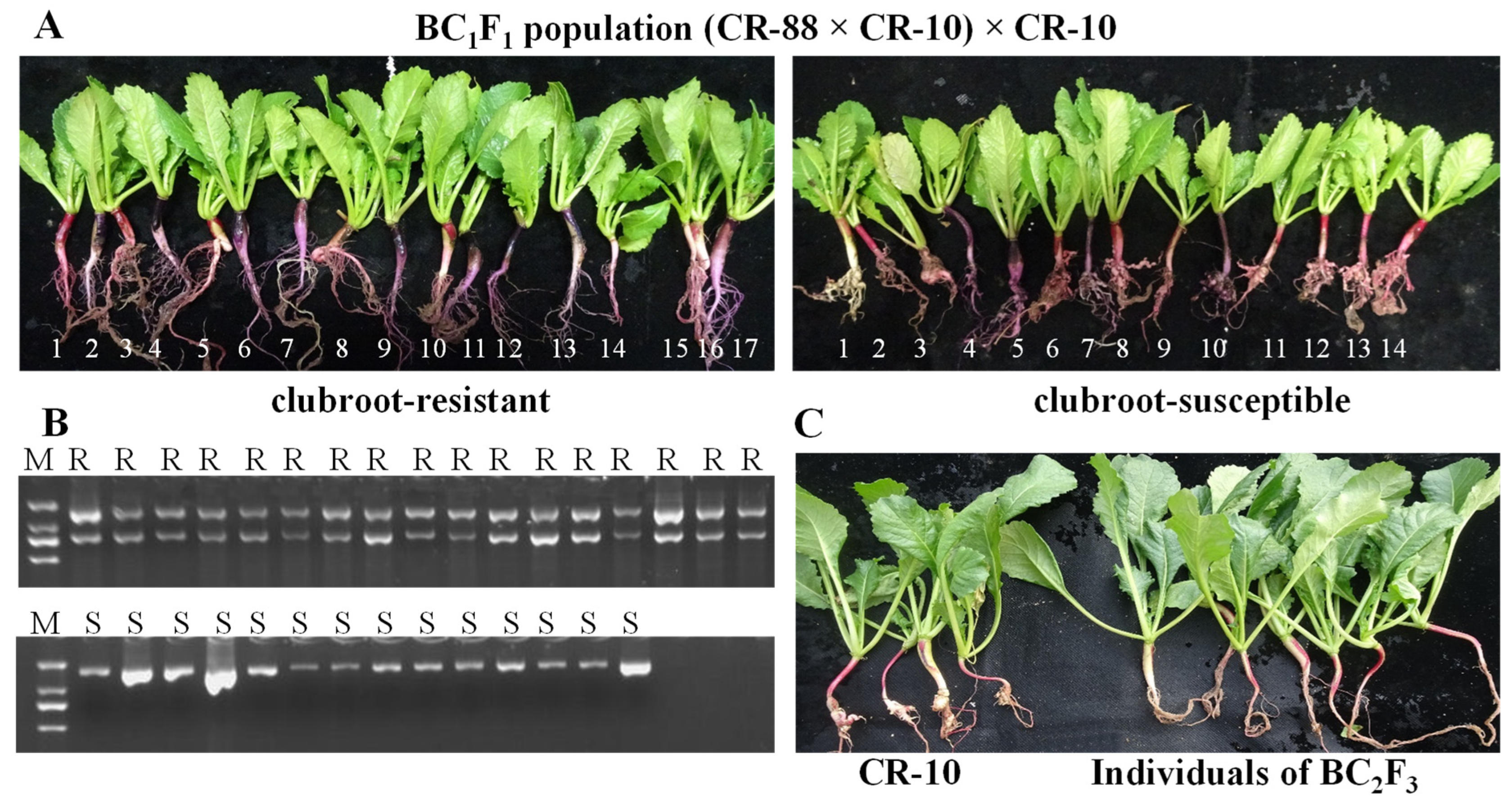Agronomy 12 00554 g004 Agronomy 12 00554 g004