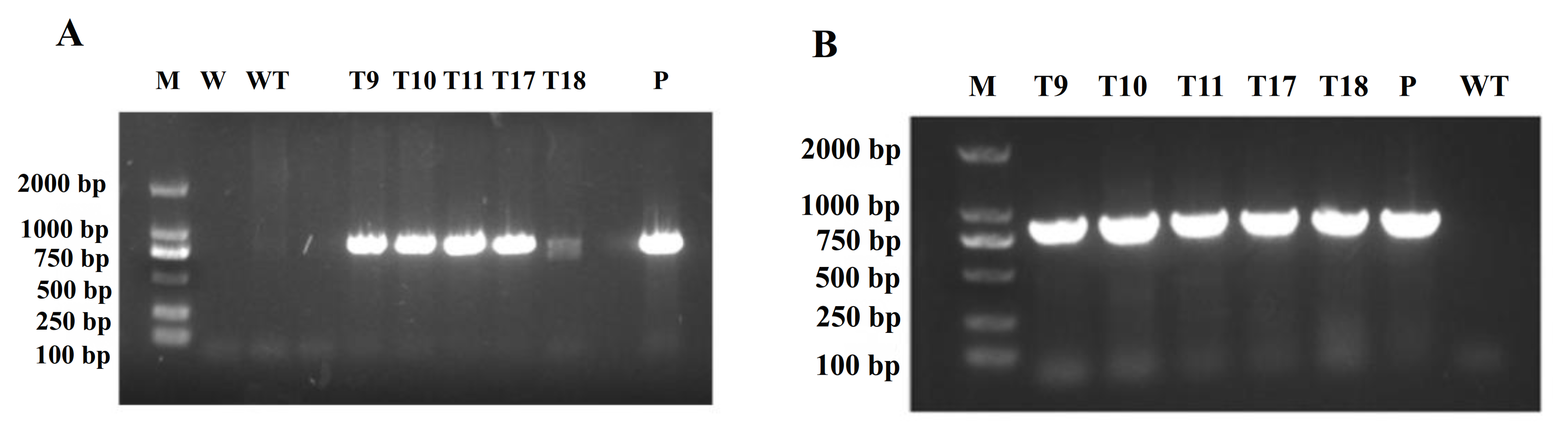 Agronomy 12 00556 g005 550