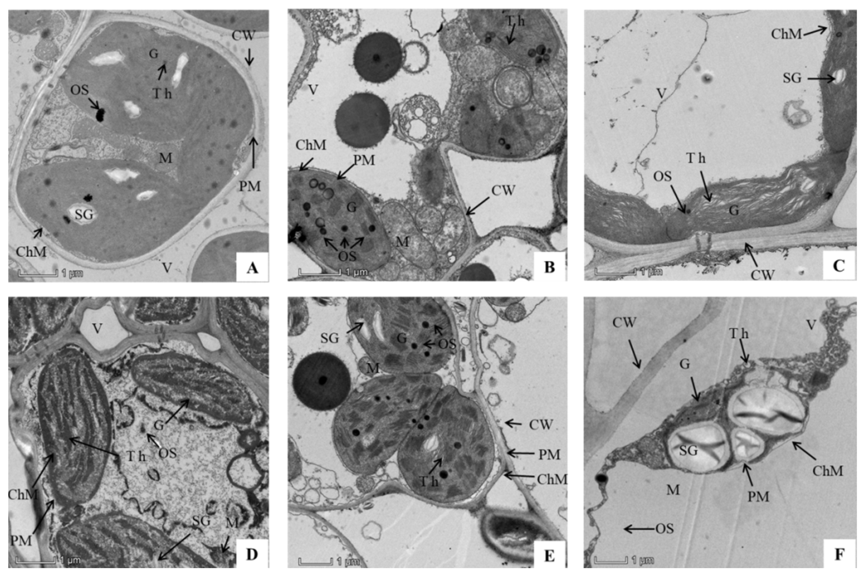 Agronomy 12 00567 g004