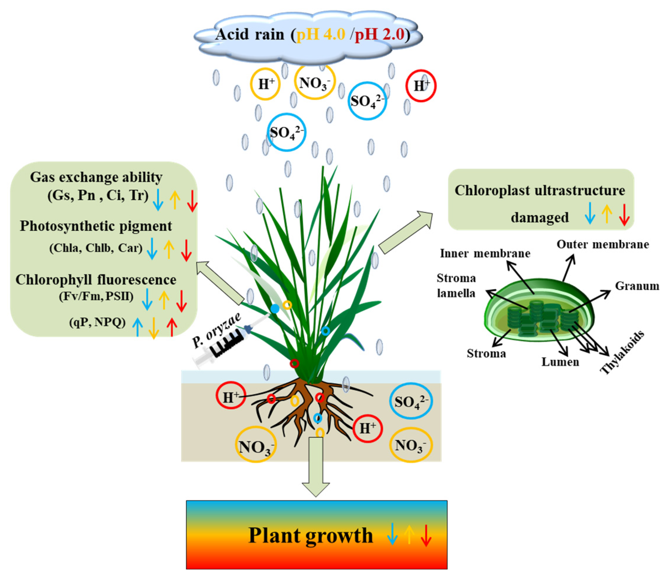 Agronomy 12 00567 g007