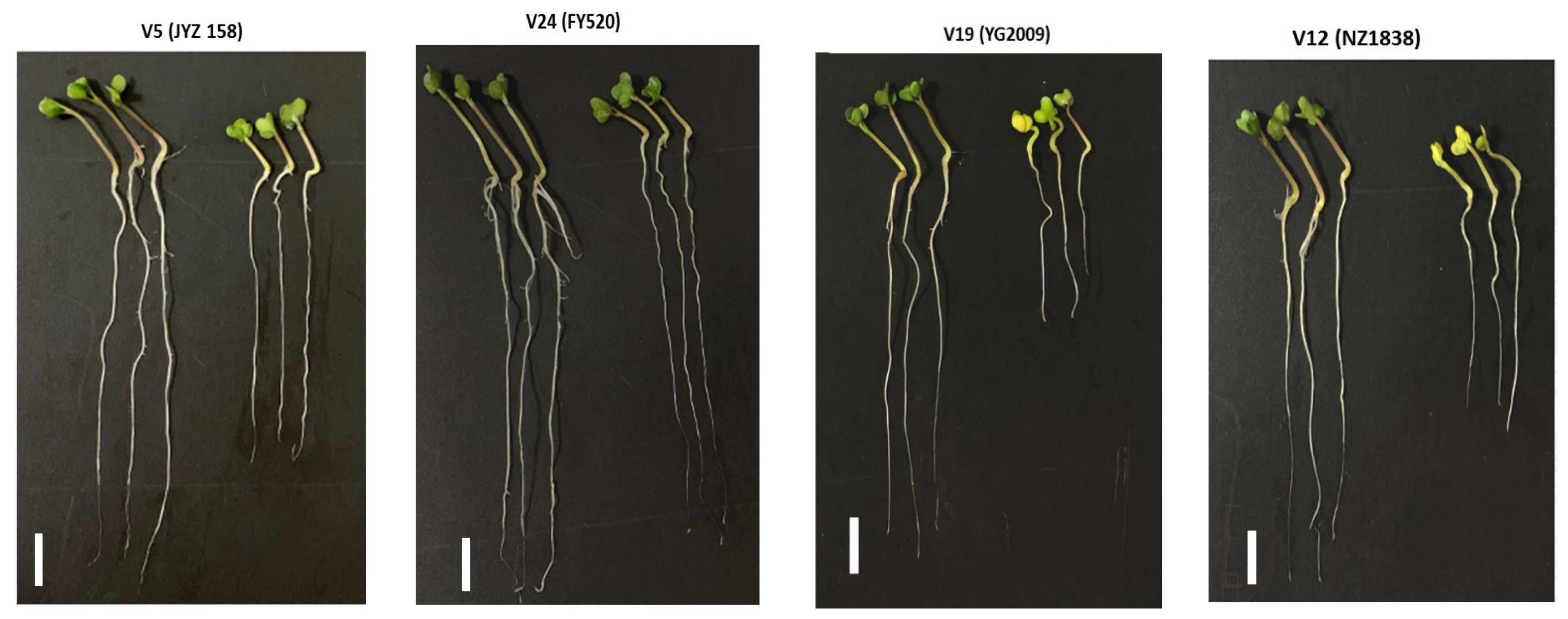 Agronomy 12 00579 g004
