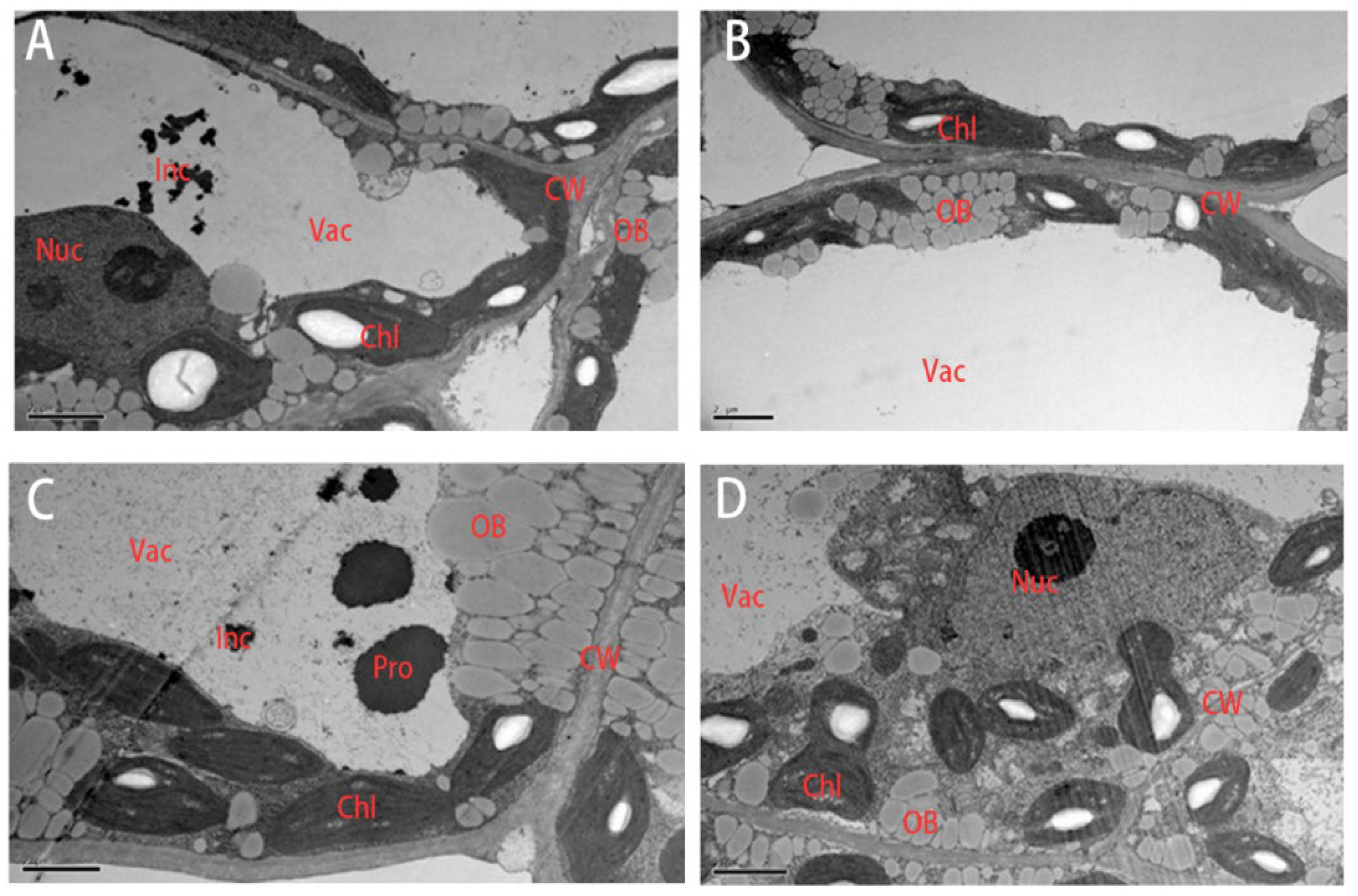 Agronomy 12 00579 g008