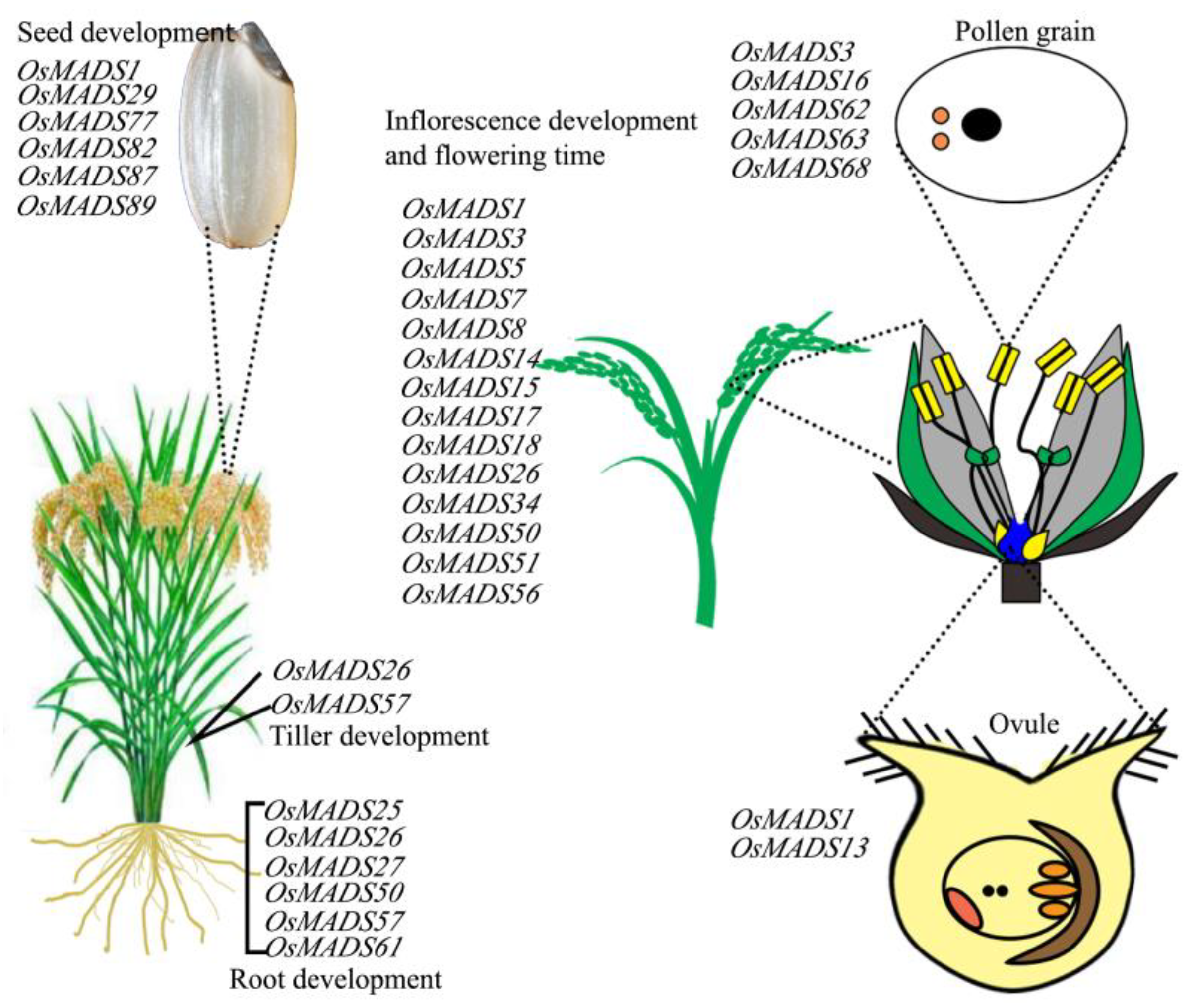 Agronomy 12 00582 g002 Agronomy 12 00582 g002