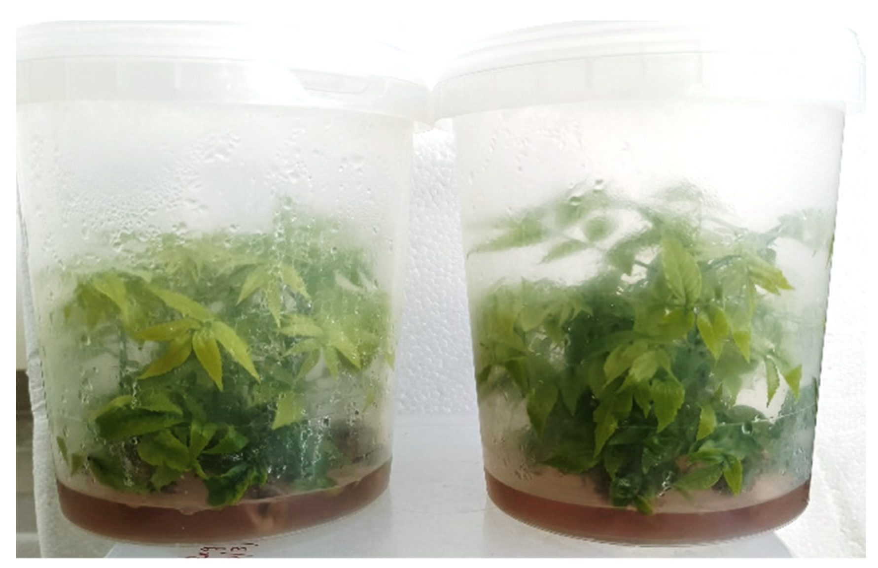 Agronomy 12 00595 g002