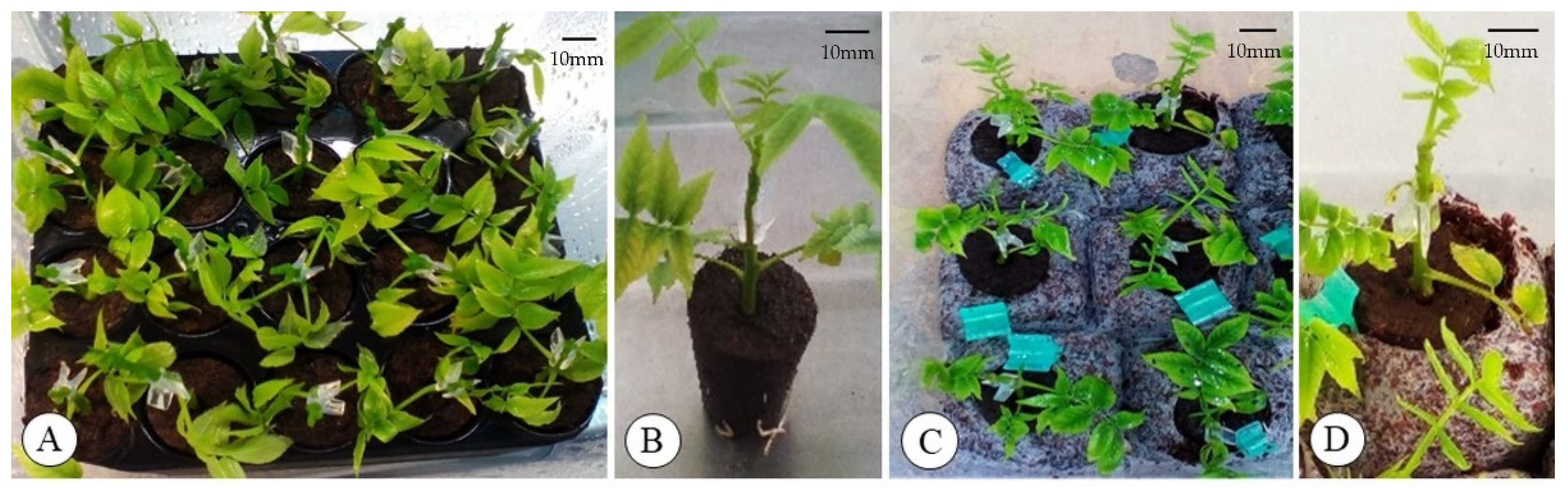Agronomy 12 00595 g003