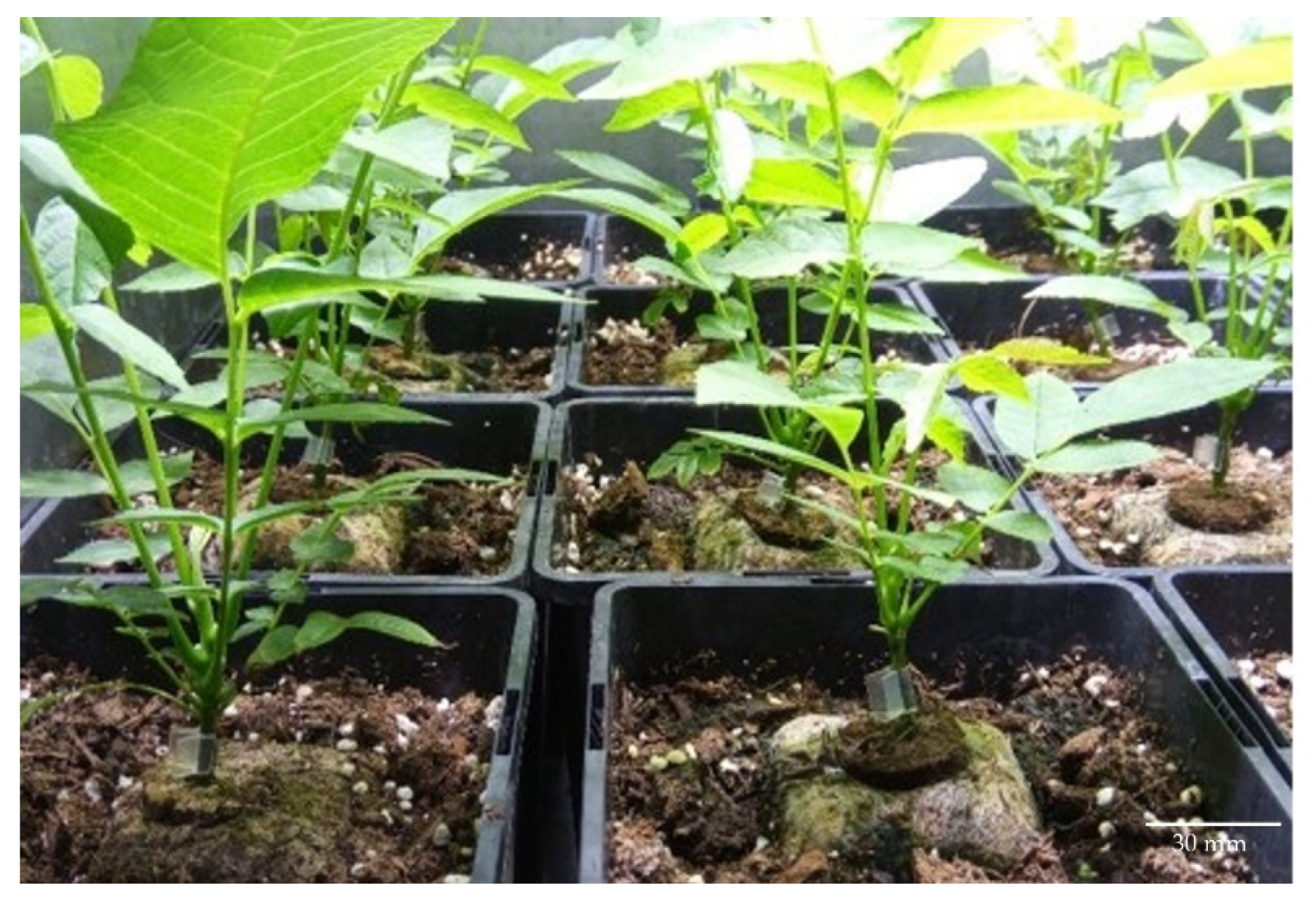 Agronomy 12 00595 g008