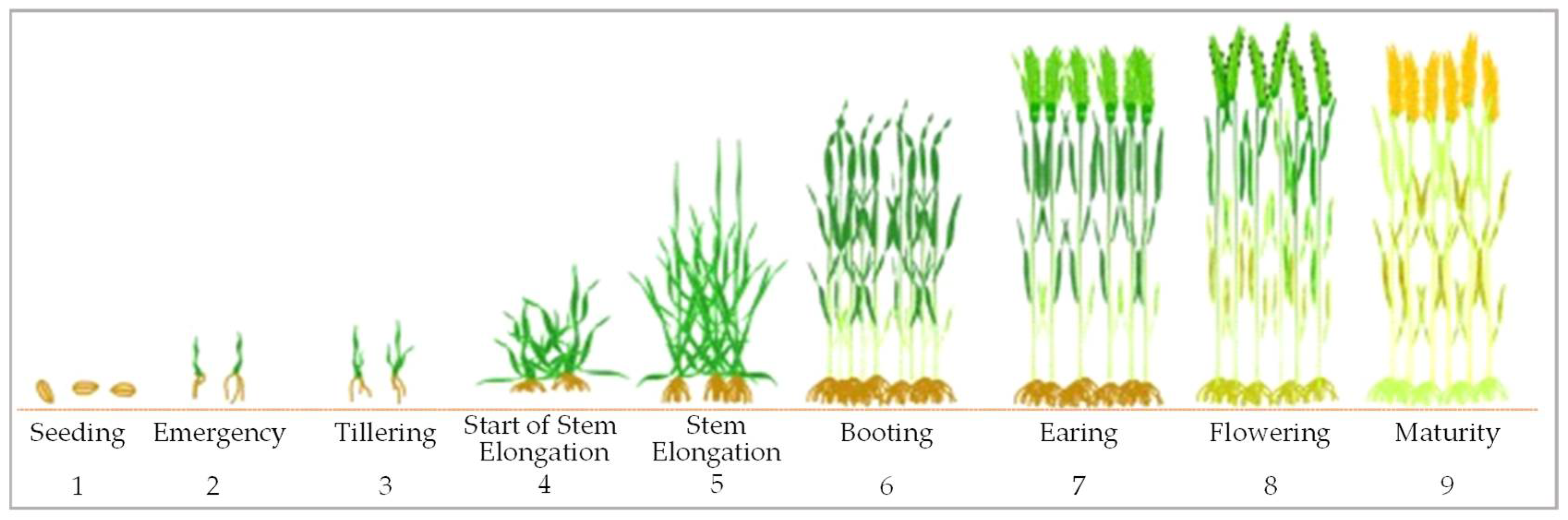 Agronomy 12 00597 g004 550
