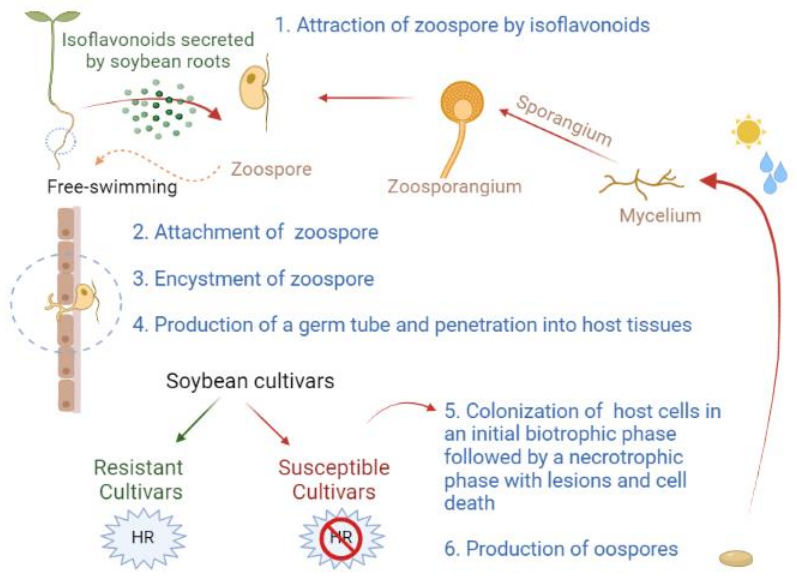 Agronomy 12 00610 g001 Agronomy 12 00610 g001