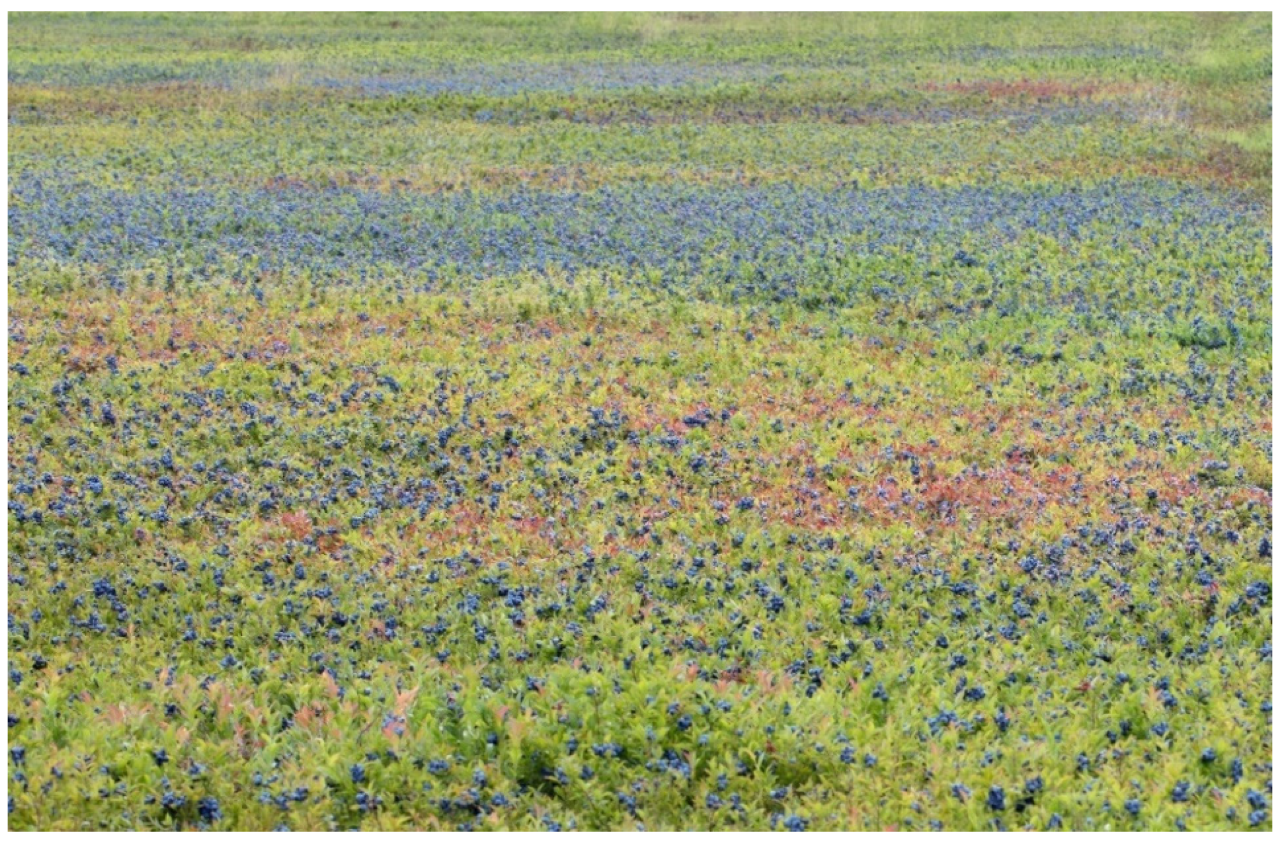 Agronomy 12 00617 g001