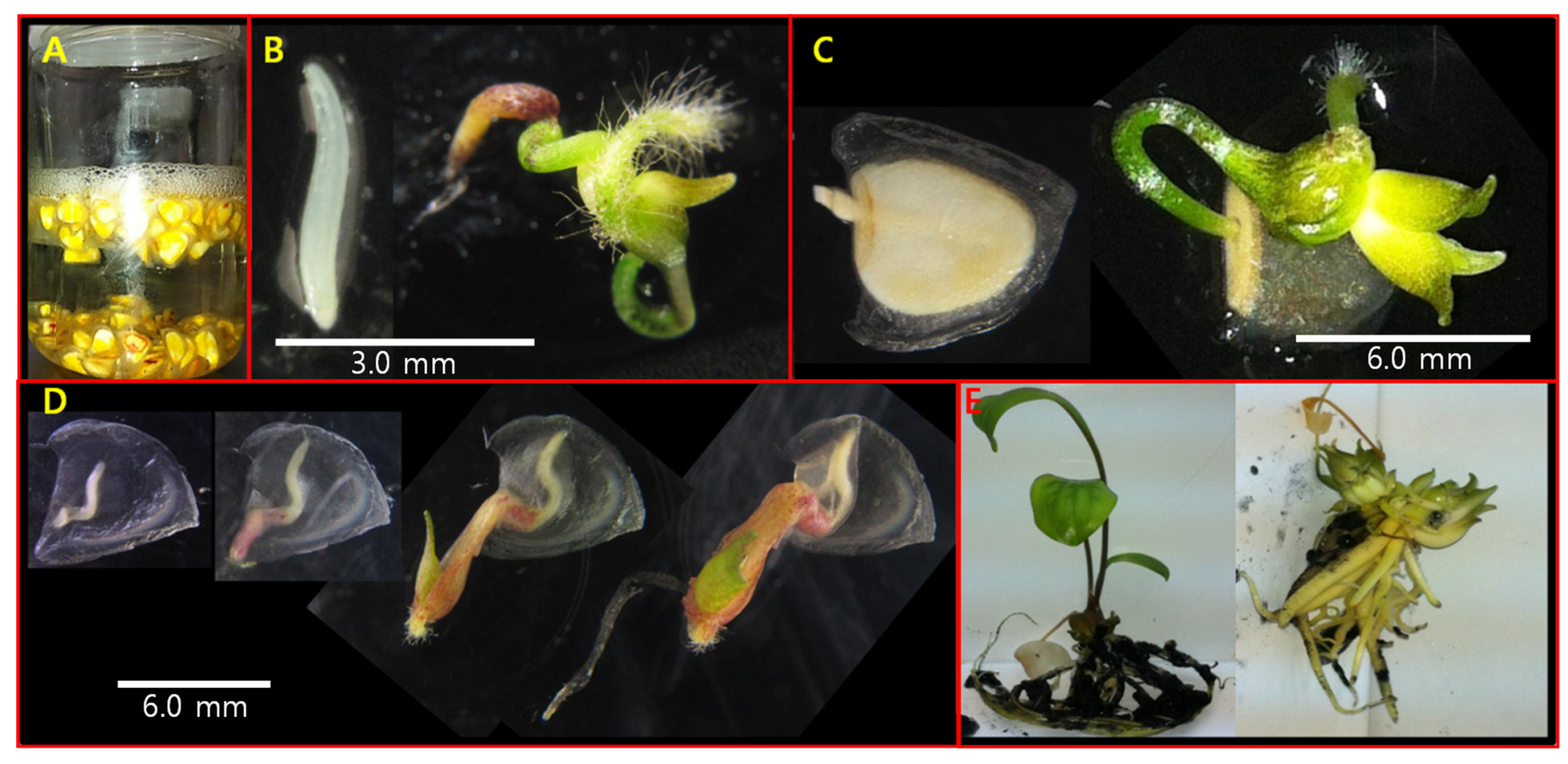 Agronomy 12 00621 g002 Agronomy 12 00621 g002