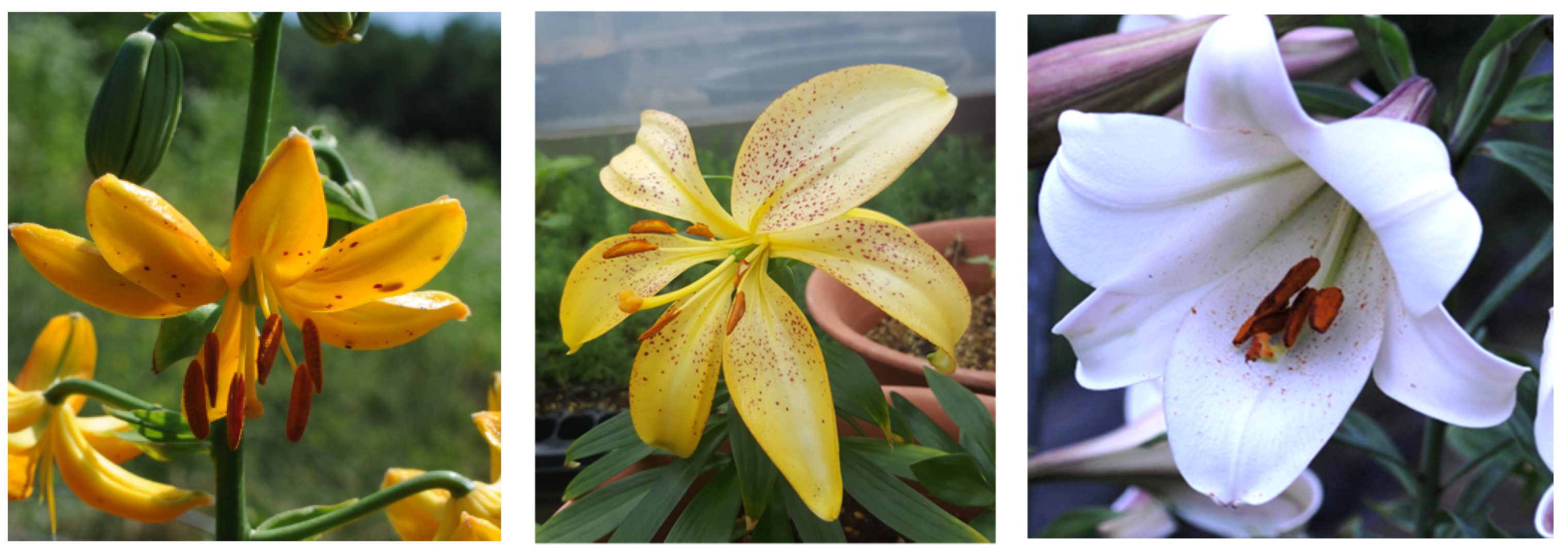 Agronomy 12 00621 g004 Agronomy 12 00621 g004