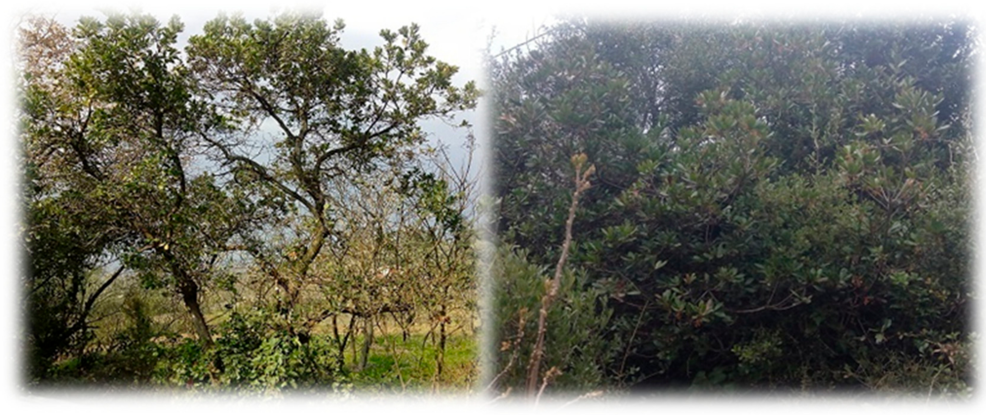 Agronomy 12 00623 g001 550