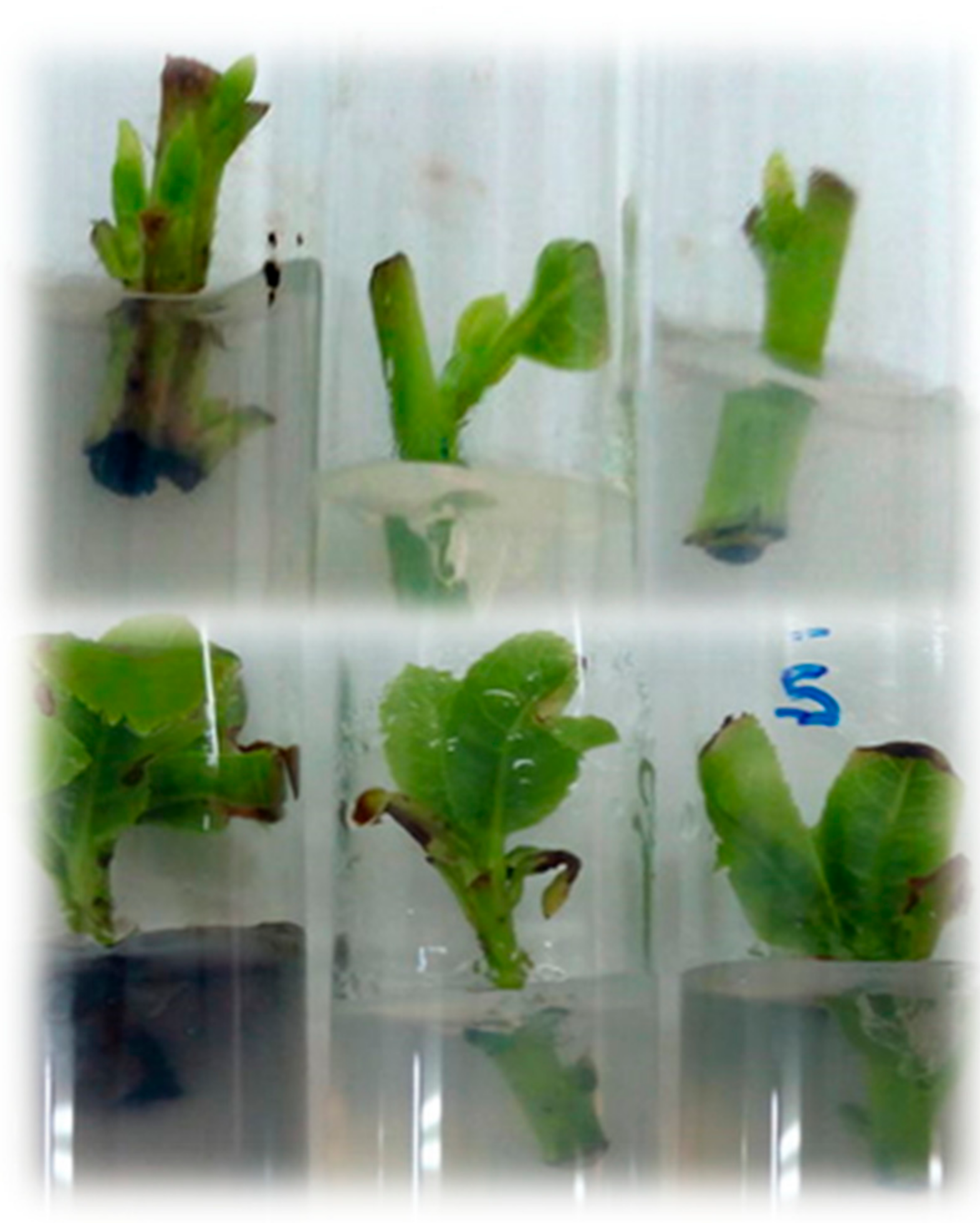 Agronomy 12 00623 g003 550