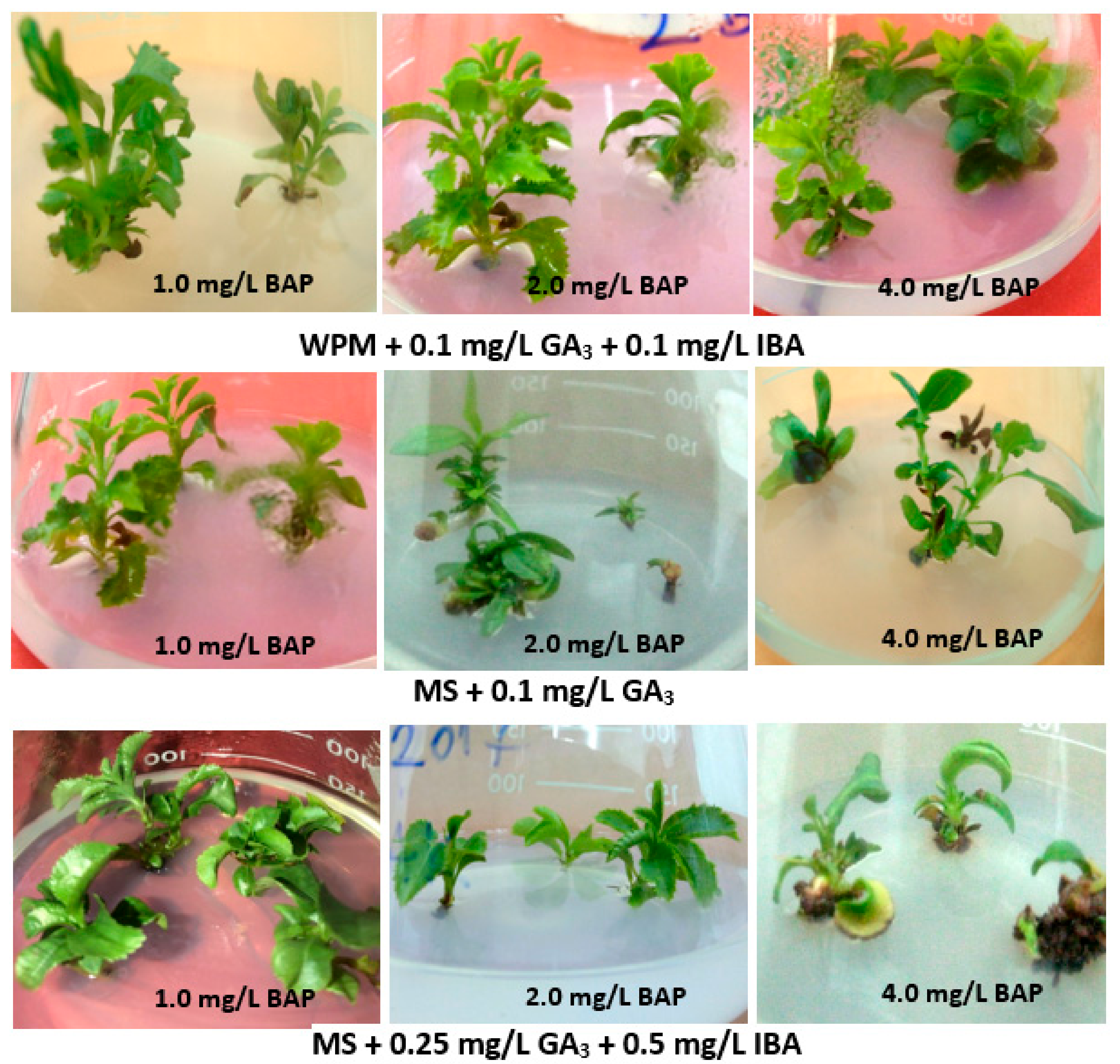 Agronomy 12 00623 g004 550
