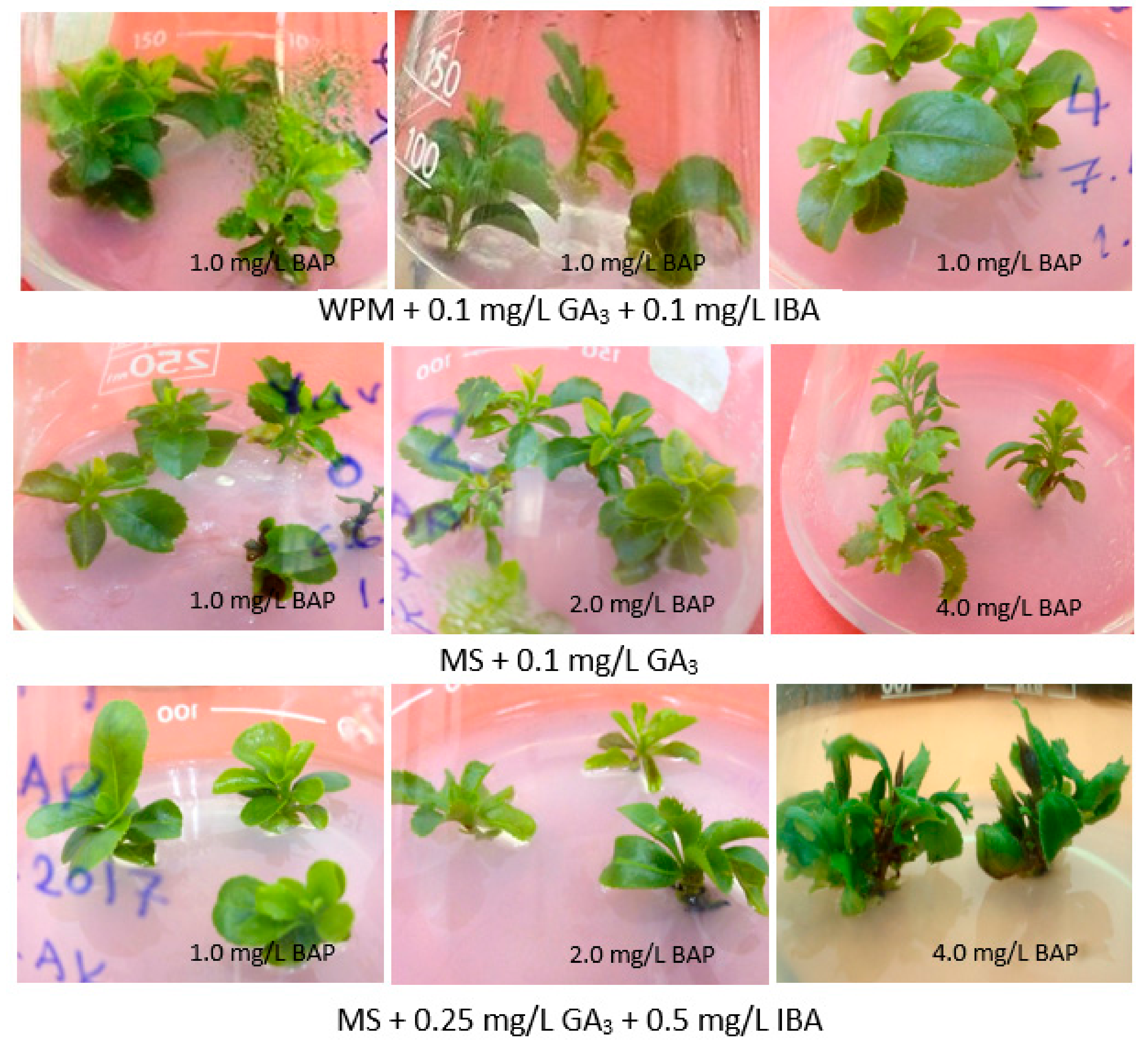 Agronomy 12 00623 g005 550