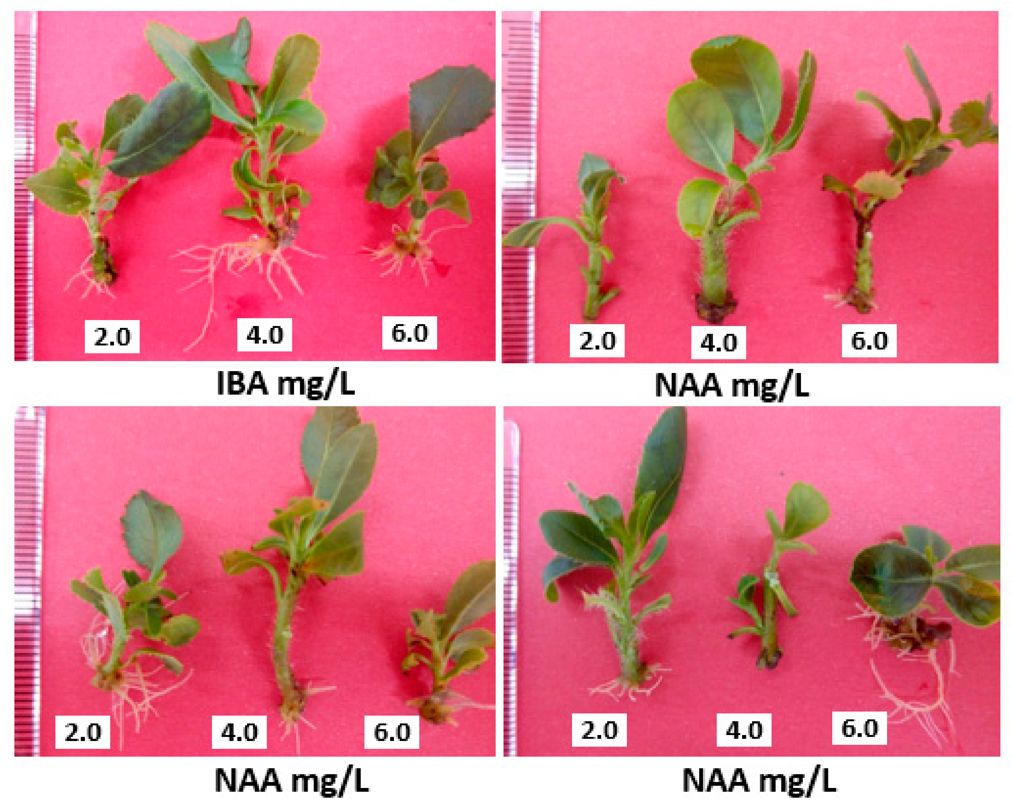 Agronomy 12 00623 g006 550