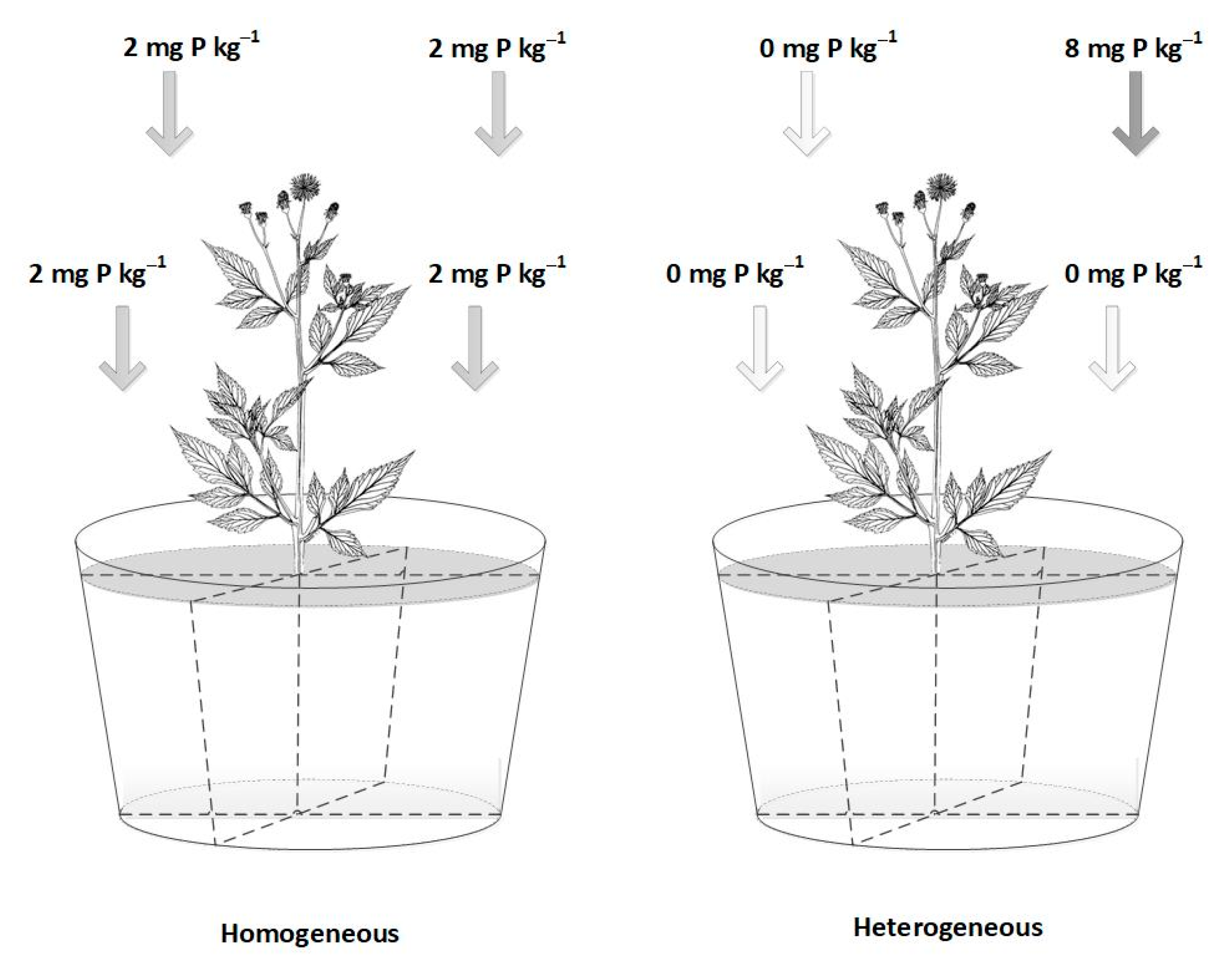 Agronomy 12 00624 g001 Agronomy 12 00624 g001