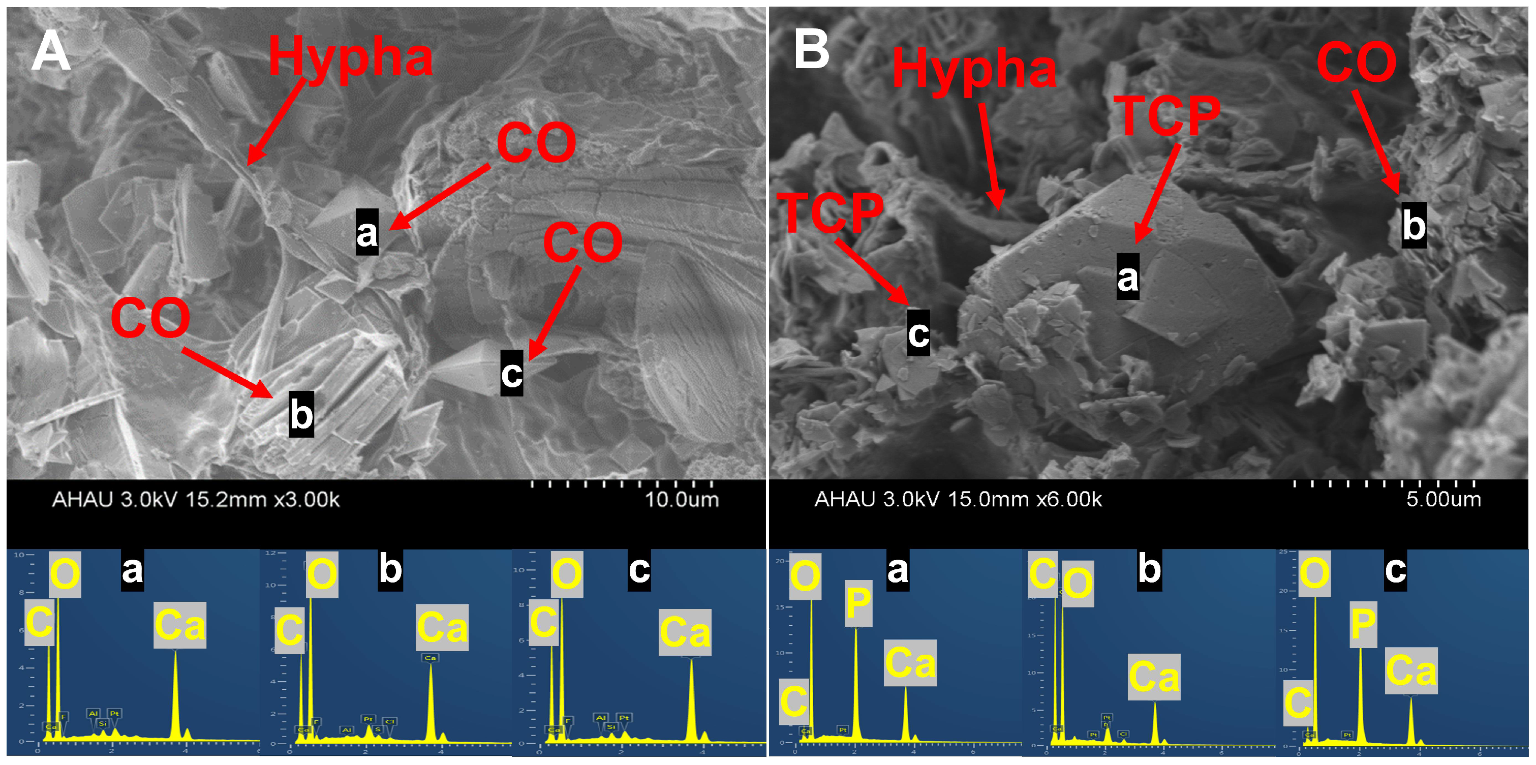 Agronomy 12 00646 g006