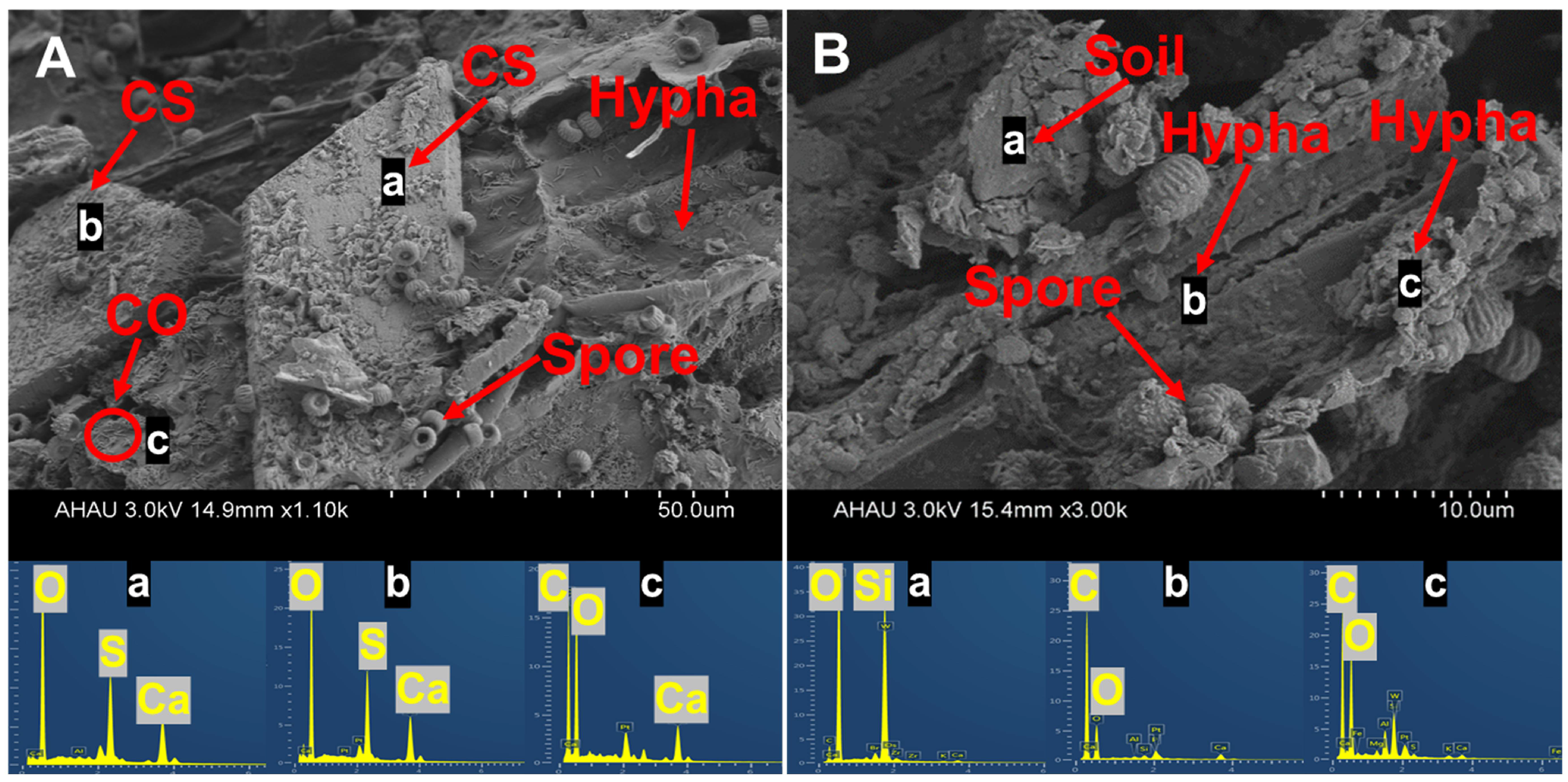 Agronomy 12 00646 g007