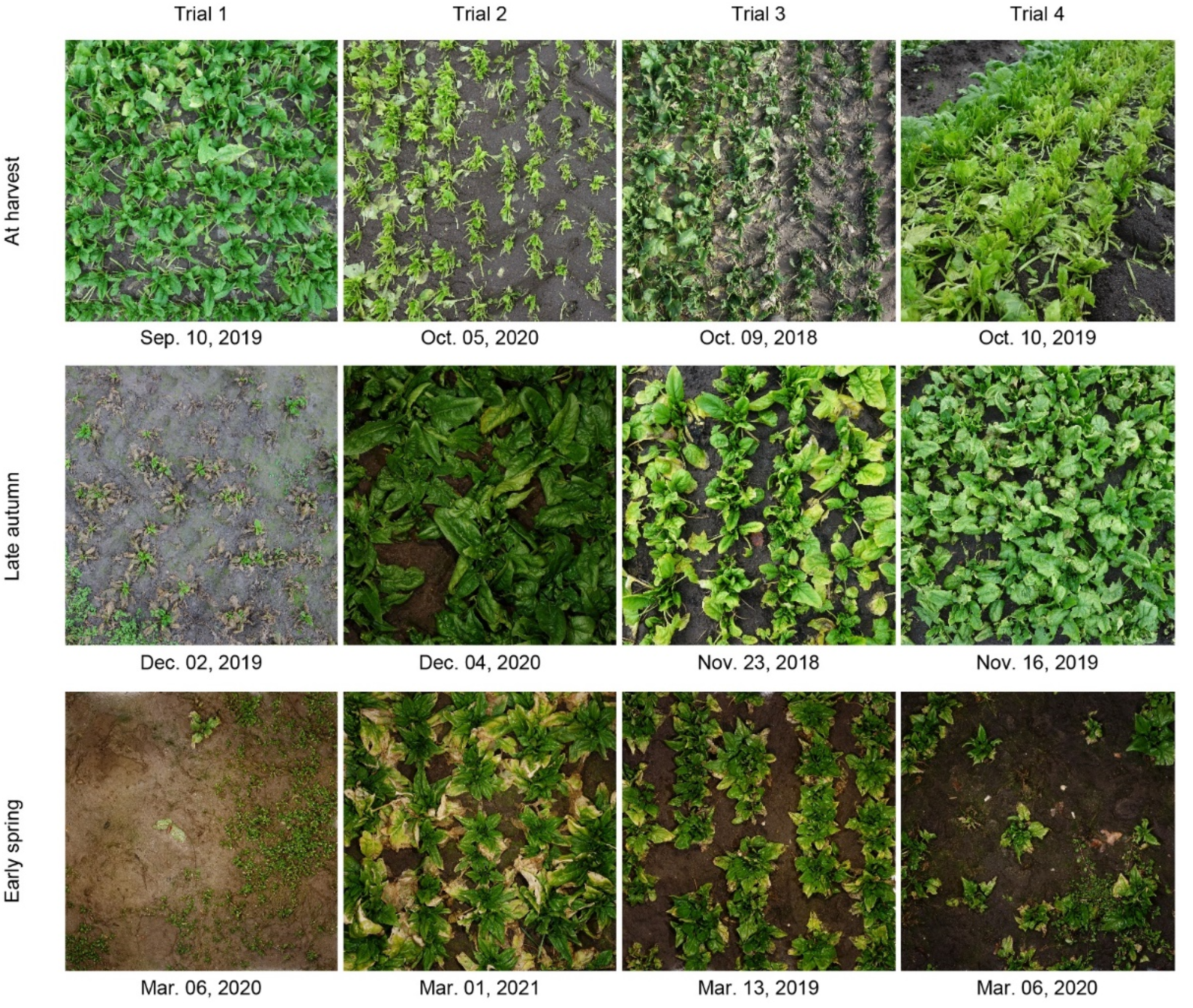 Agronomy 12 00653 g007 Agronomy 12 00653 g007