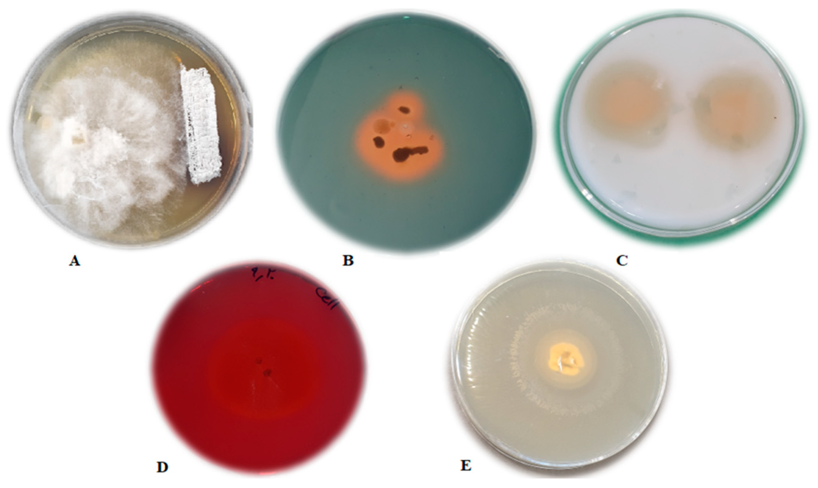 Agronomy 12 00655 g001