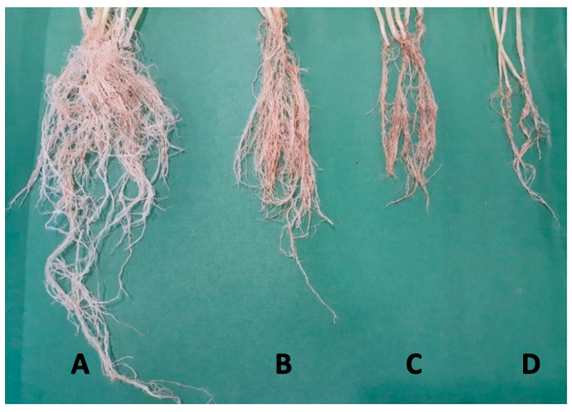 Agronomy 12 00655 g009