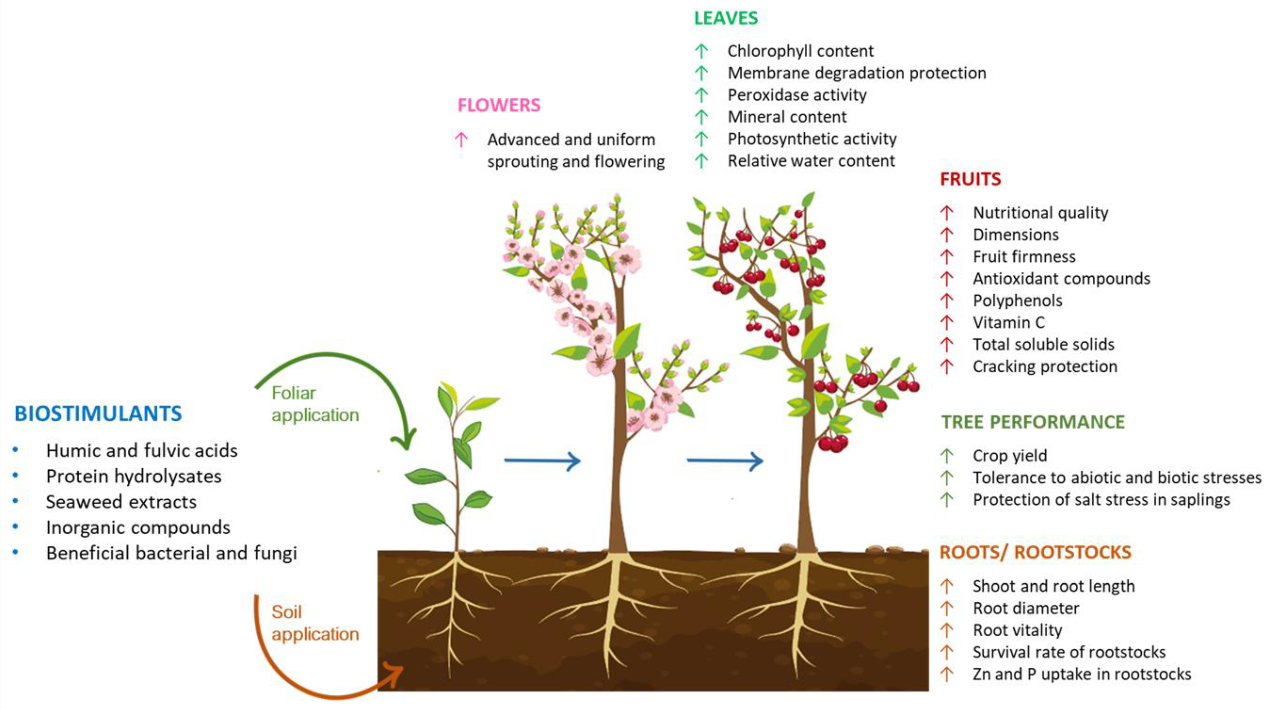 Apricot Oil - Powerful Biostimulant - Mix of Nature