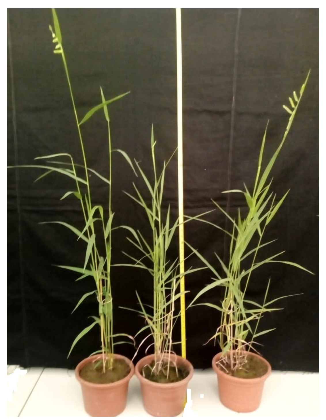 Agronomy 12 00700 g001