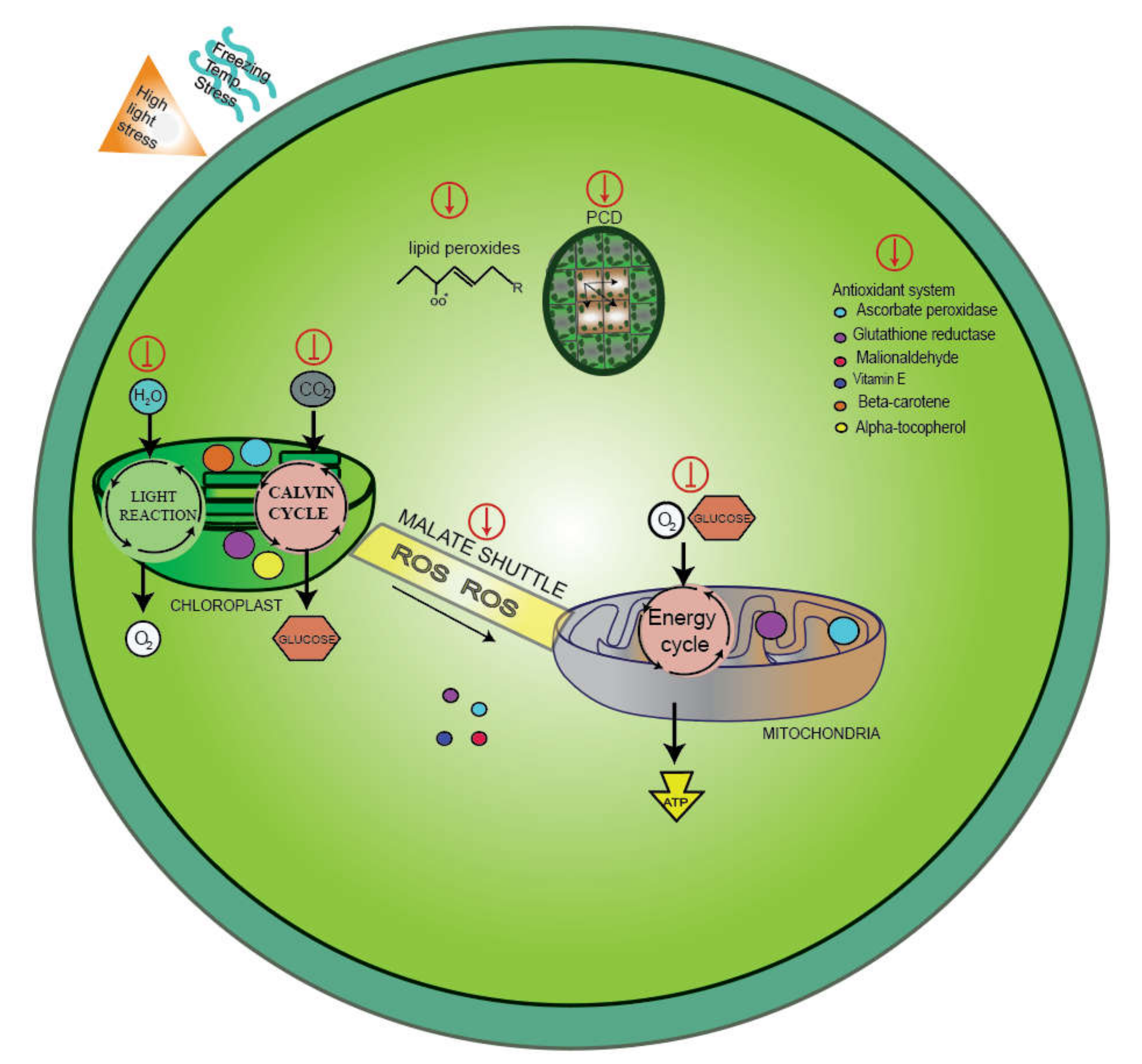 Agronomy 12 00702 g004 Agronomy 12 00702 g004