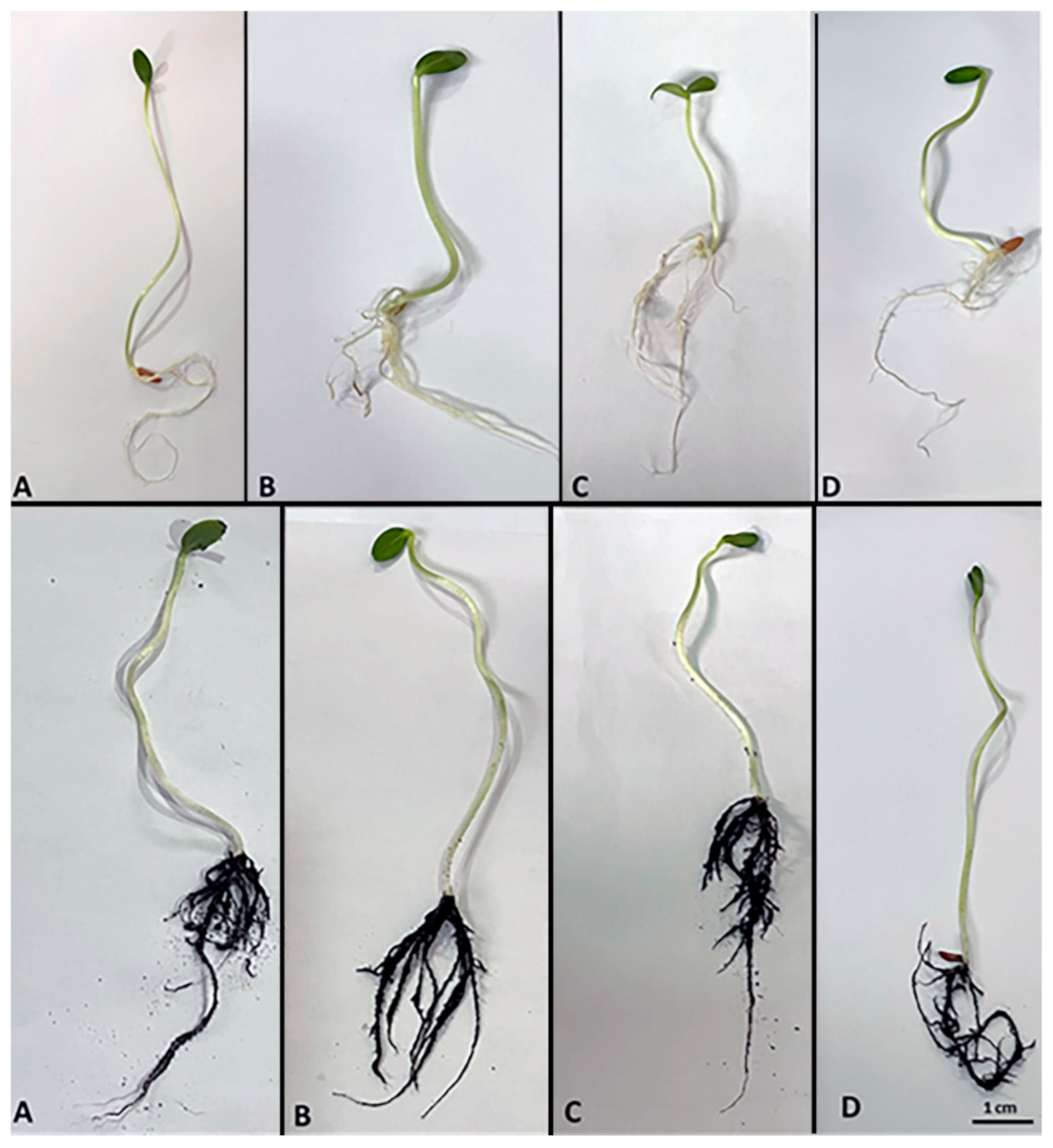 Agronomy 12 00703 g004 Agronomy 12 00703 g004