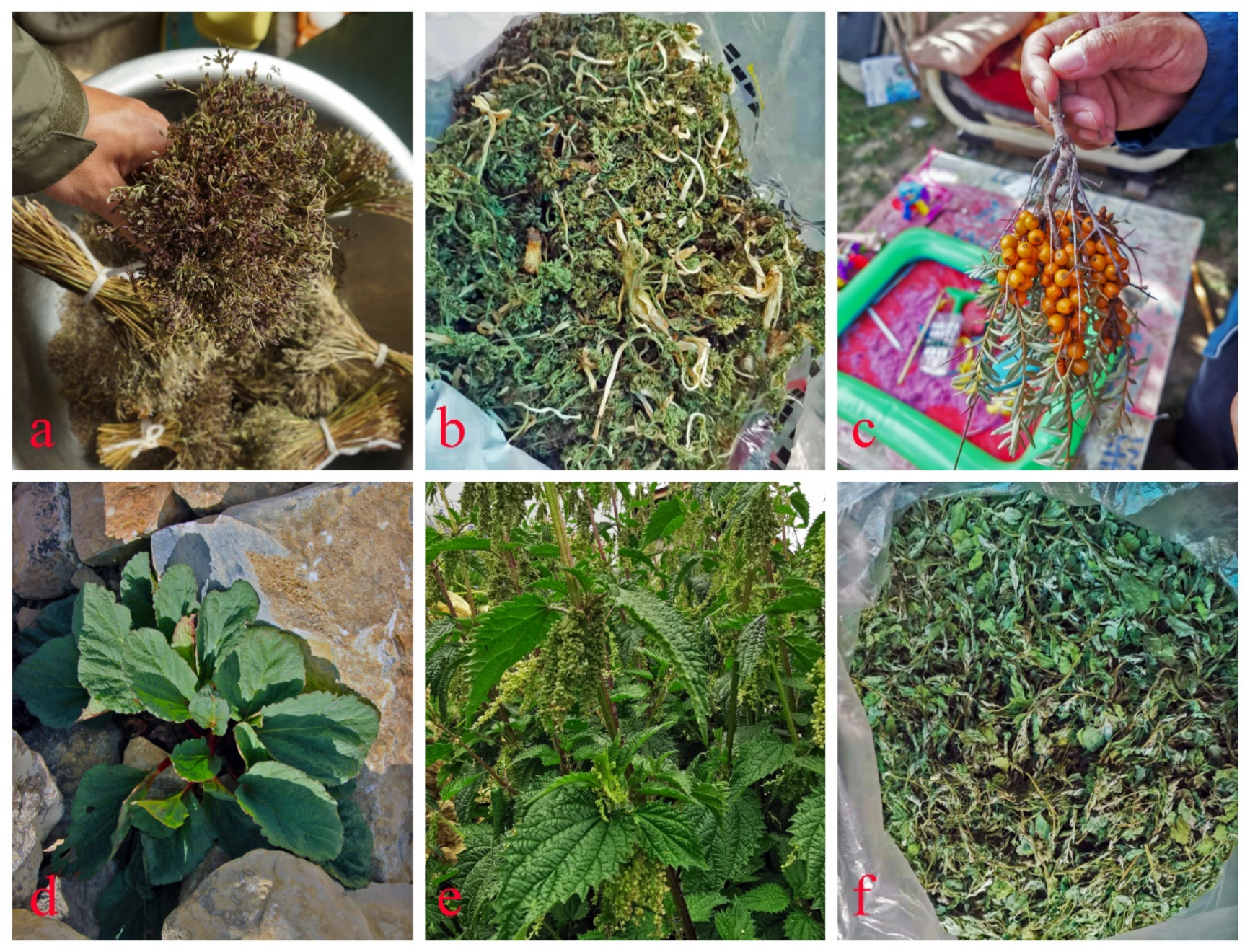 Agronomy 12 00704 g007