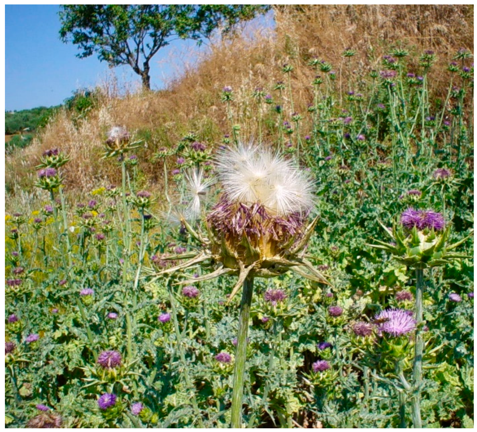 Herbal vet milk thistle discount