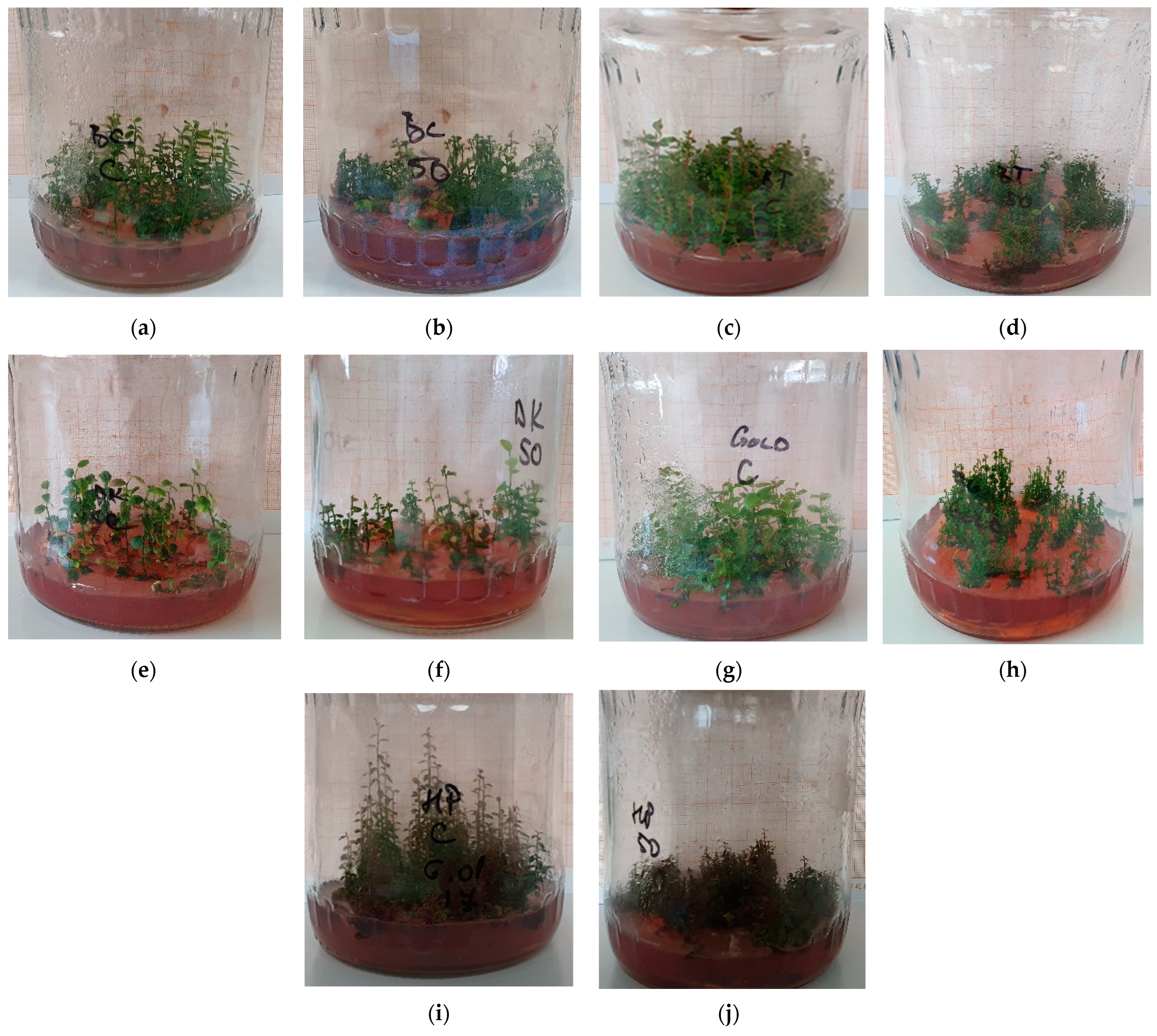 Agronomy 12 00732 g001