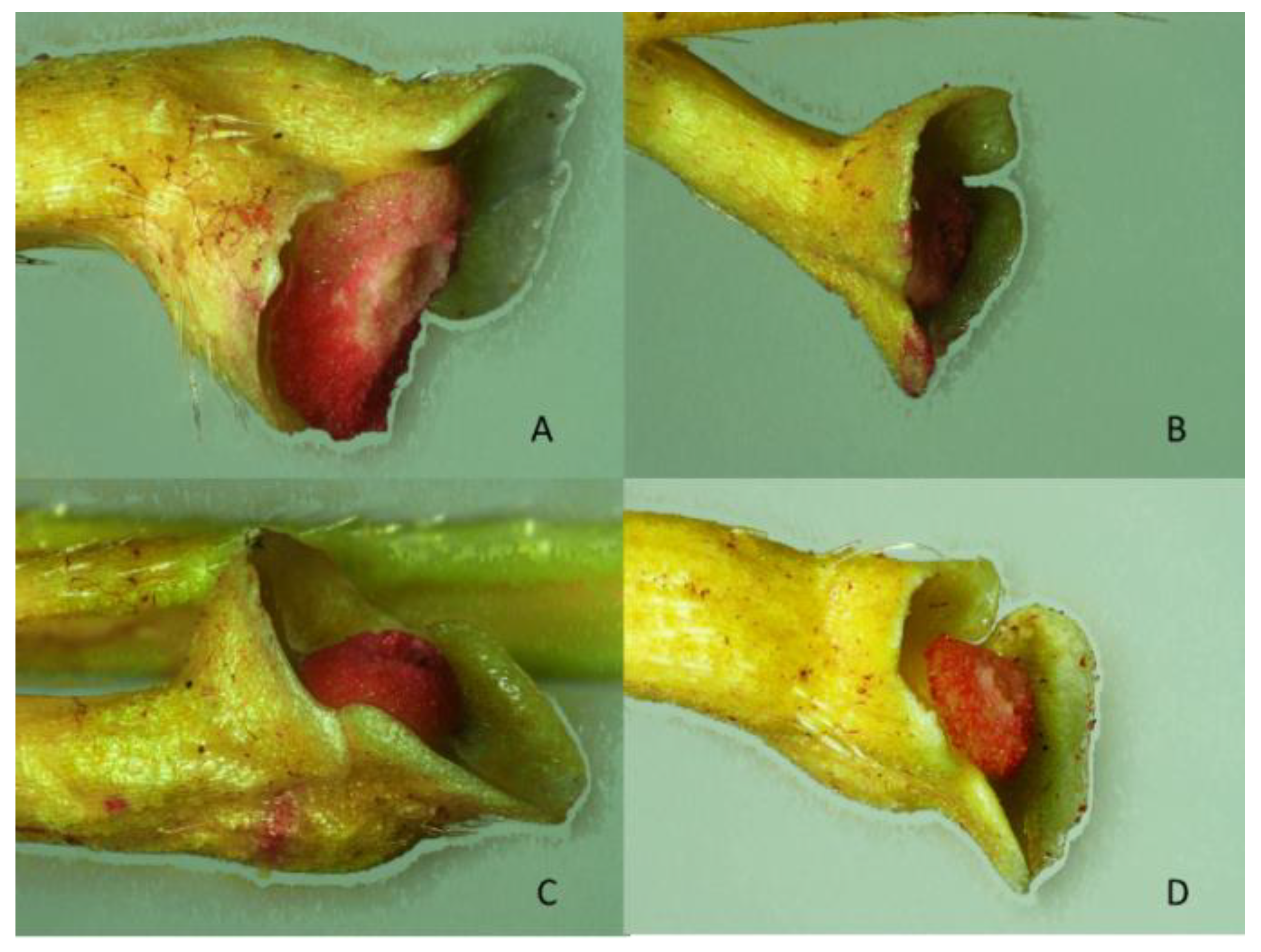Agronomy 12 00744 g001