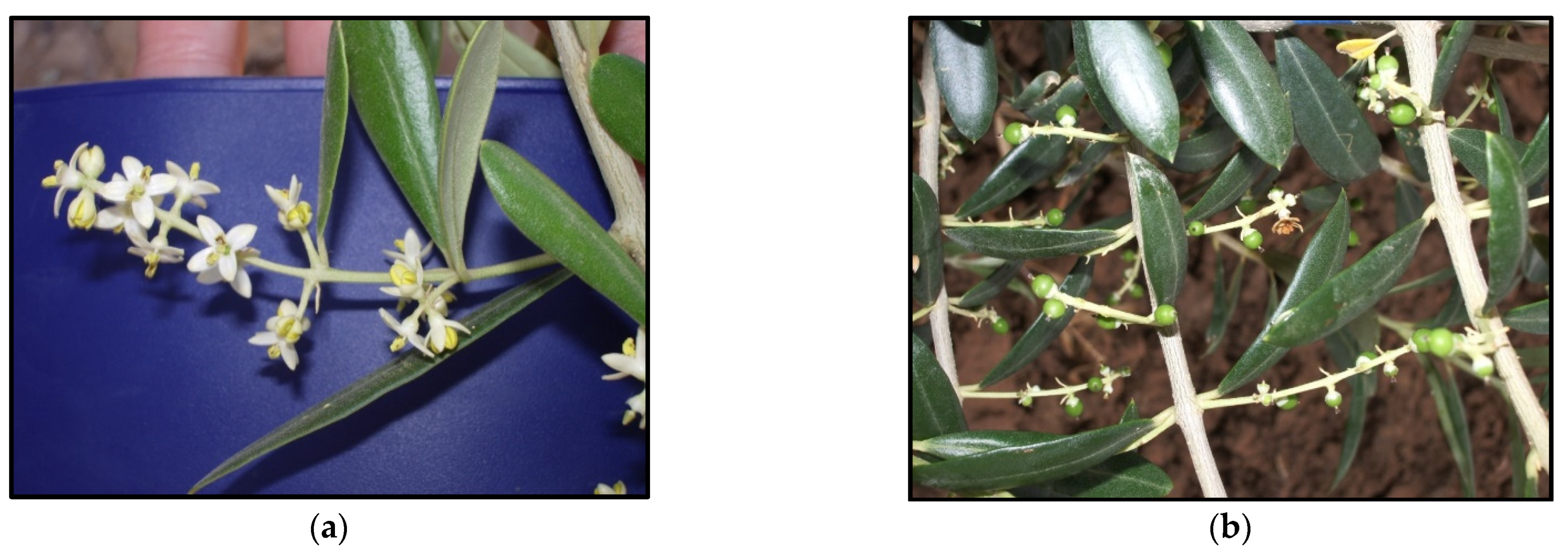 Agronomy 12 00756 g002 550