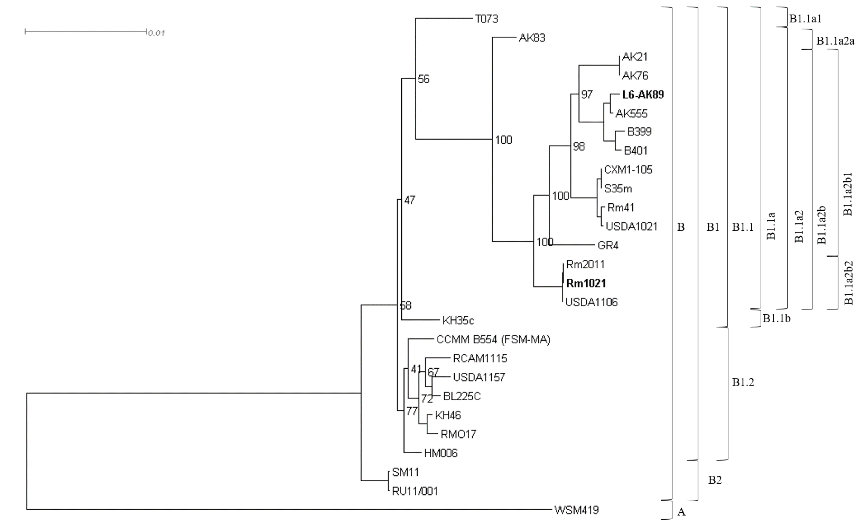 Agronomy | Free Full-Text | Ensifer meliloti L6-AK89, an Effective 