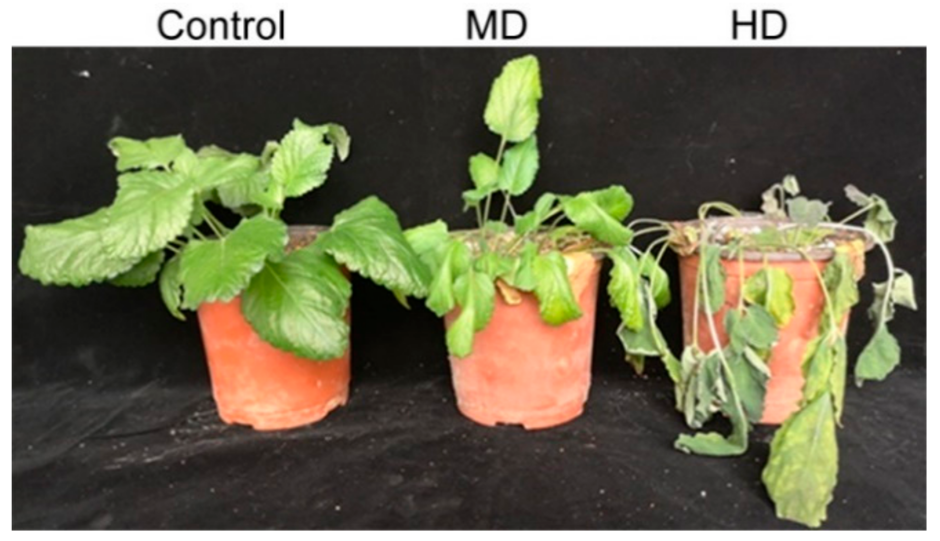 Agronomy 12 00781 g001 550
