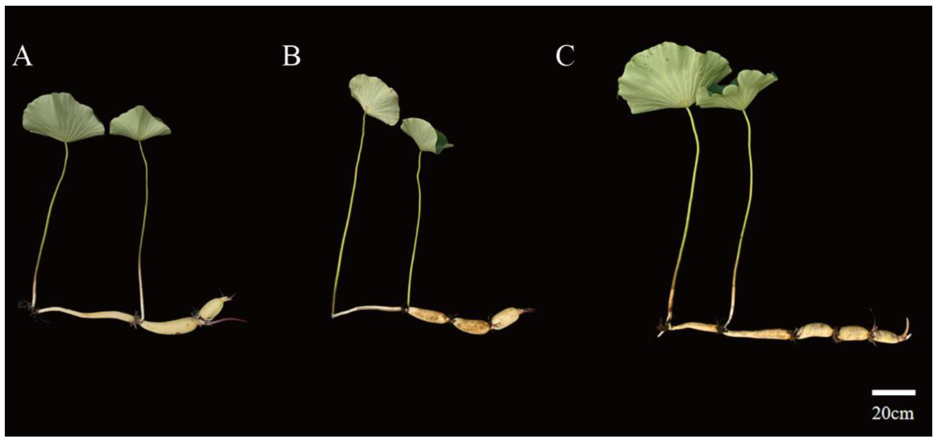 Investigation of the uptake of molybdenum by plants from Argentinean  groundwater