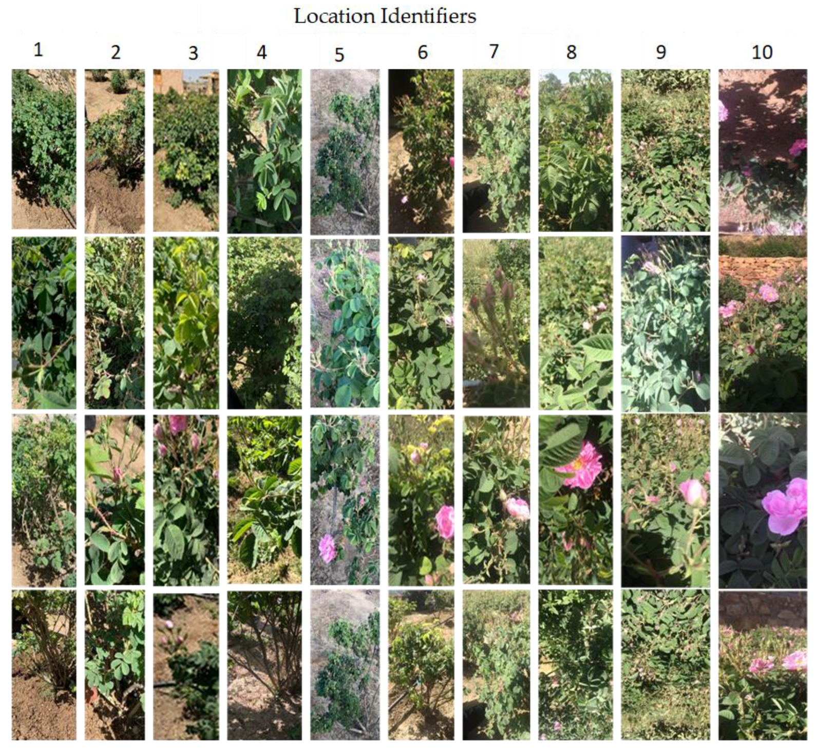 Agronomy 12 00807 g004 550