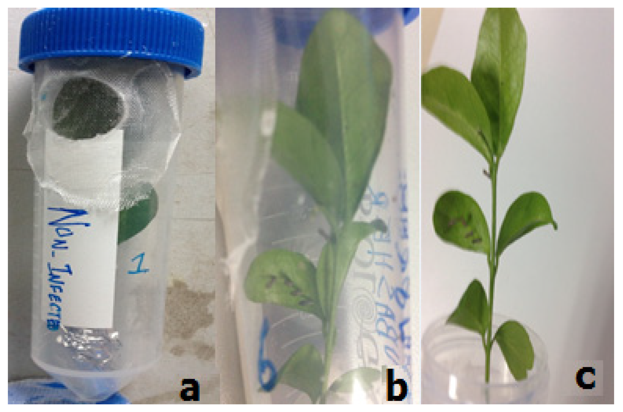 Agronomy 12 00815 g001