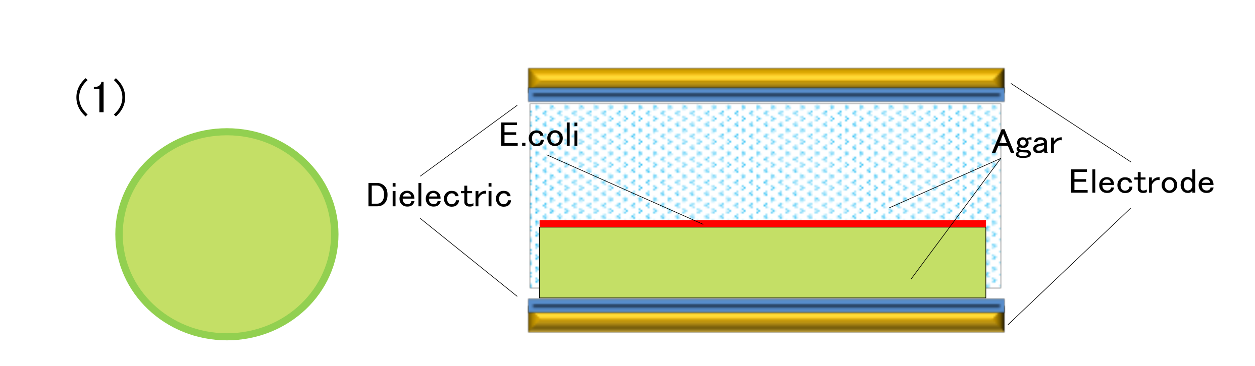 Agronomy 12 00822 g005 550