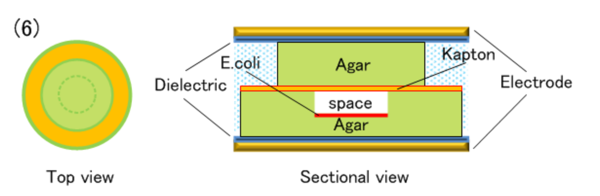 Agronomy 12 00822 g015 550
